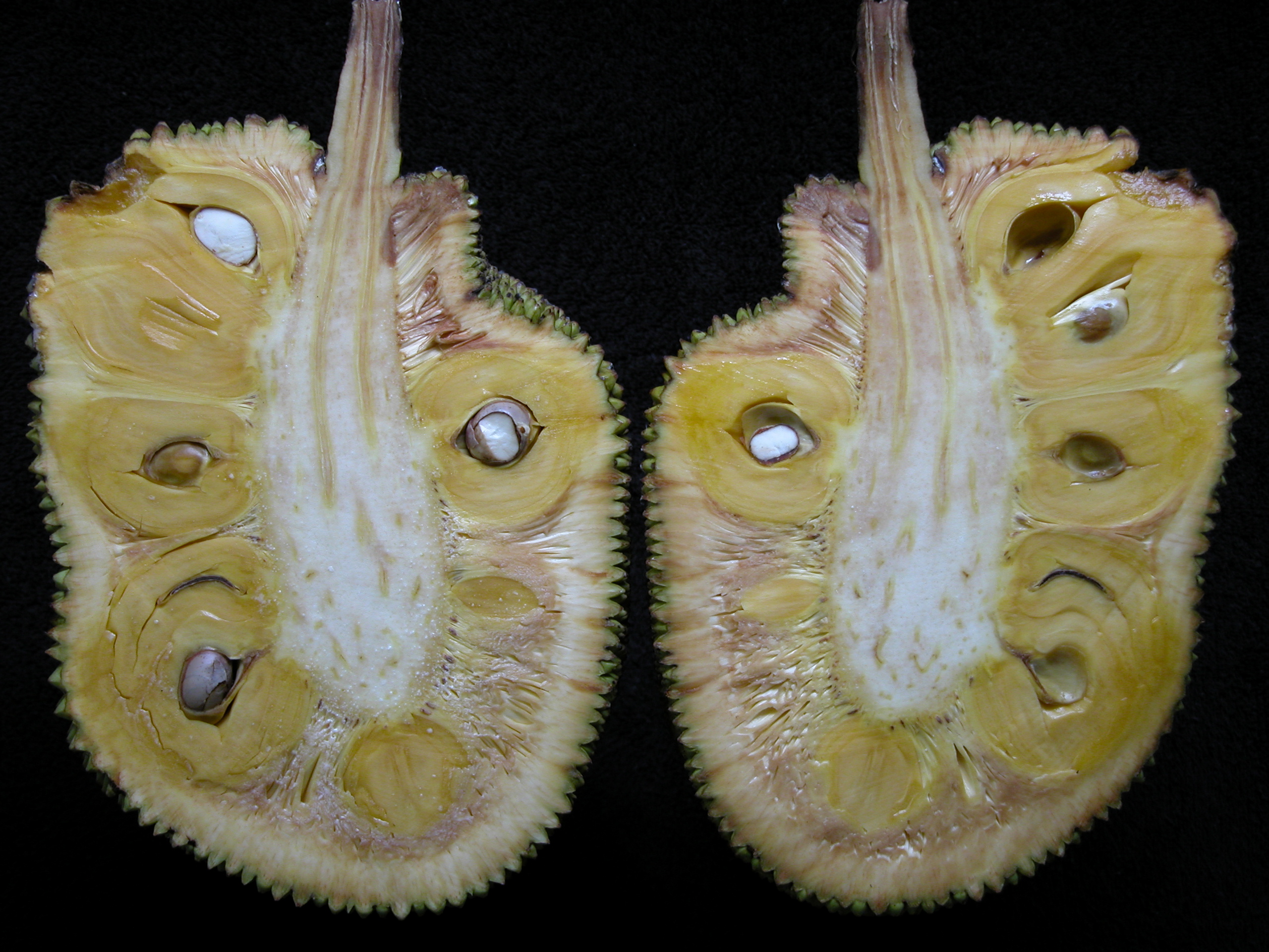 Jackfruit NS-1 01 Asit