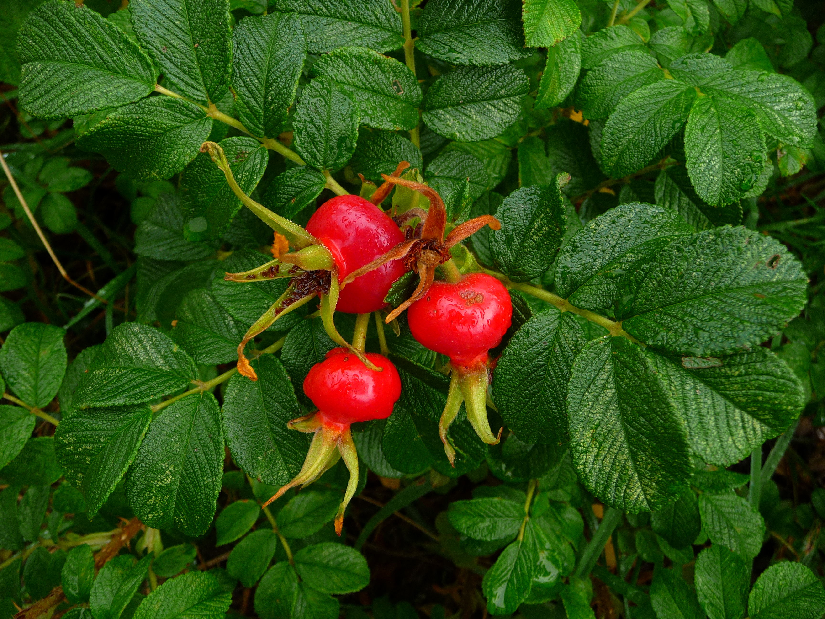 Kartoffelrose Hagebutten