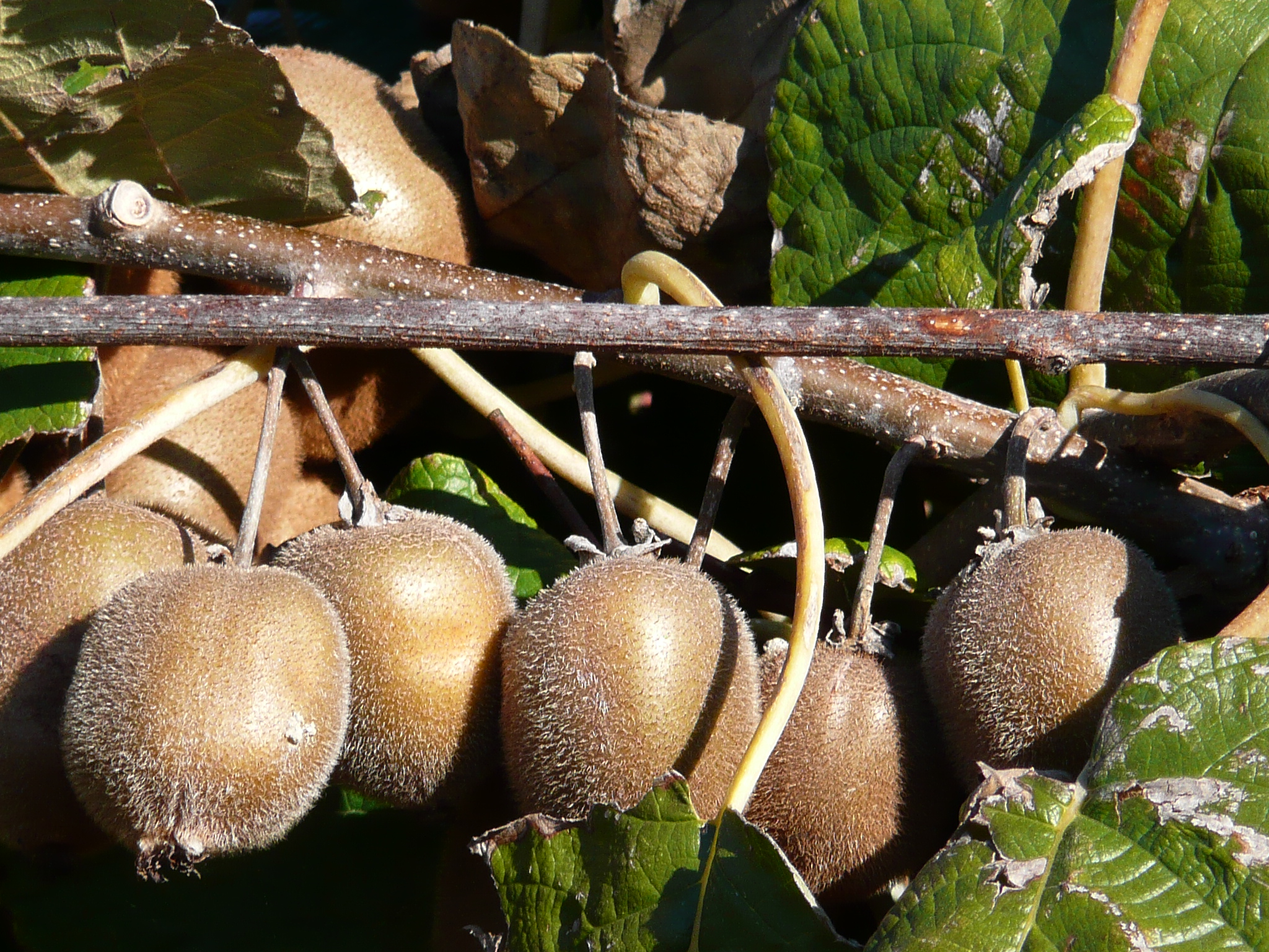 Kiwi fruit on branch.