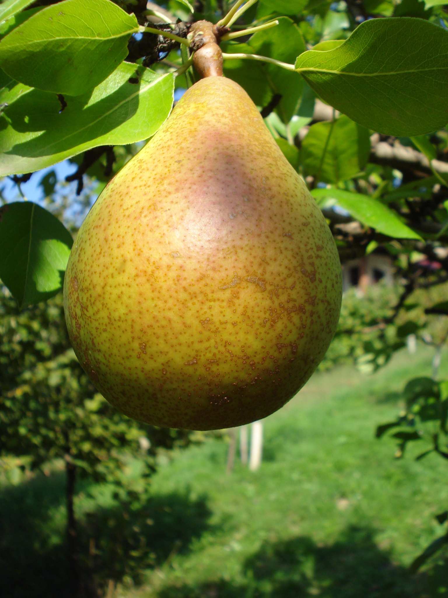 Kruška kleržo