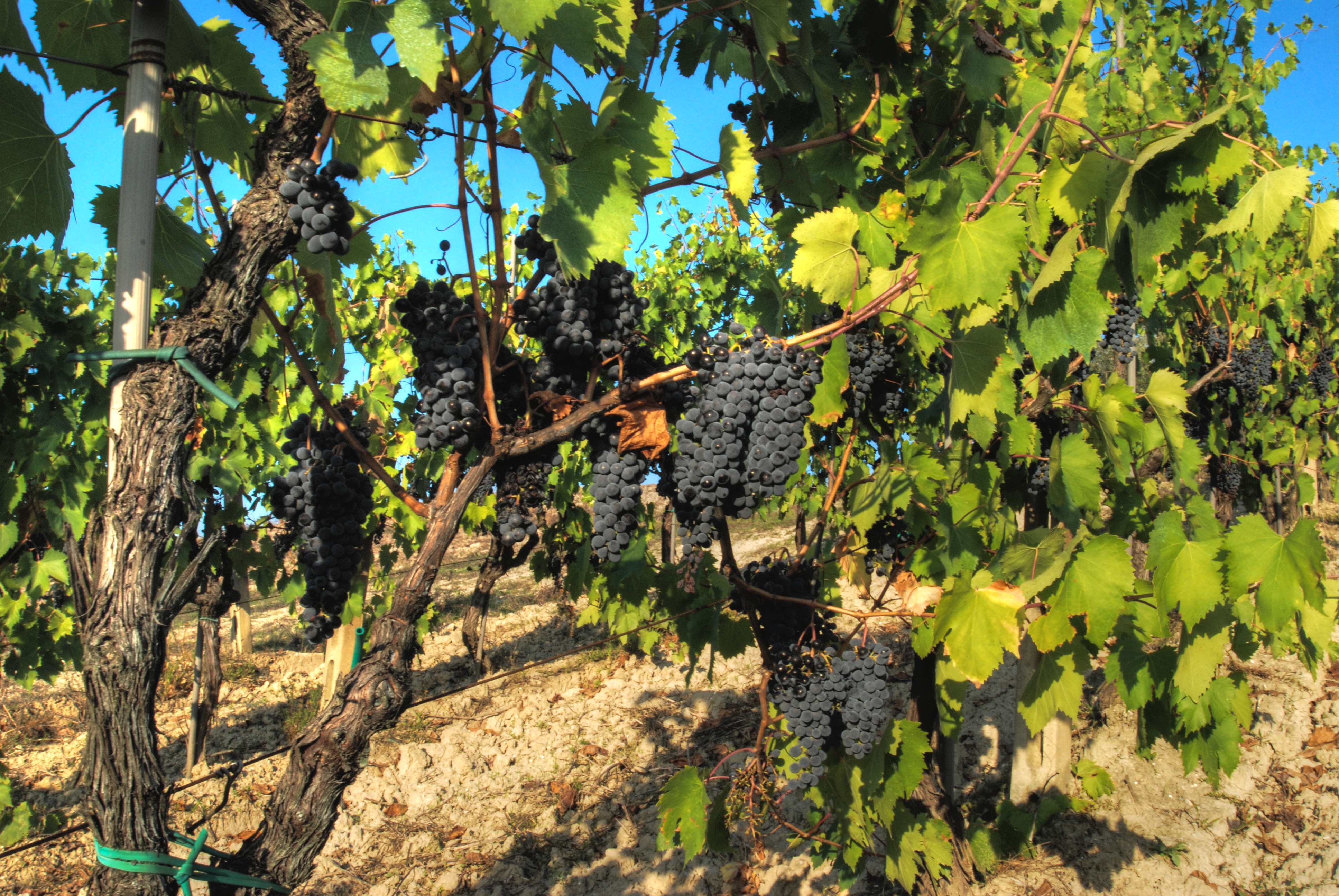 La vigna di sangiovese