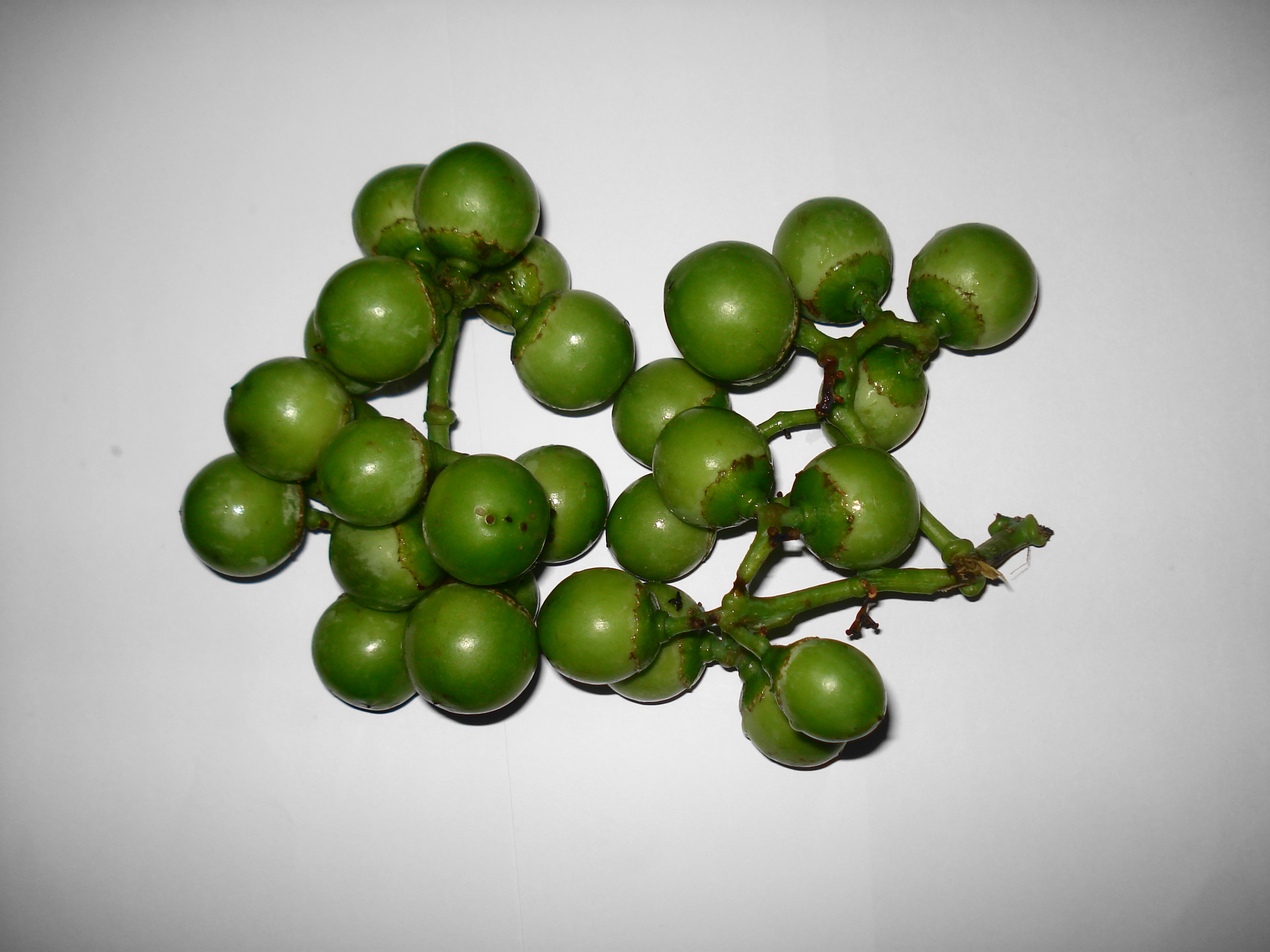 Lasoora (Green)