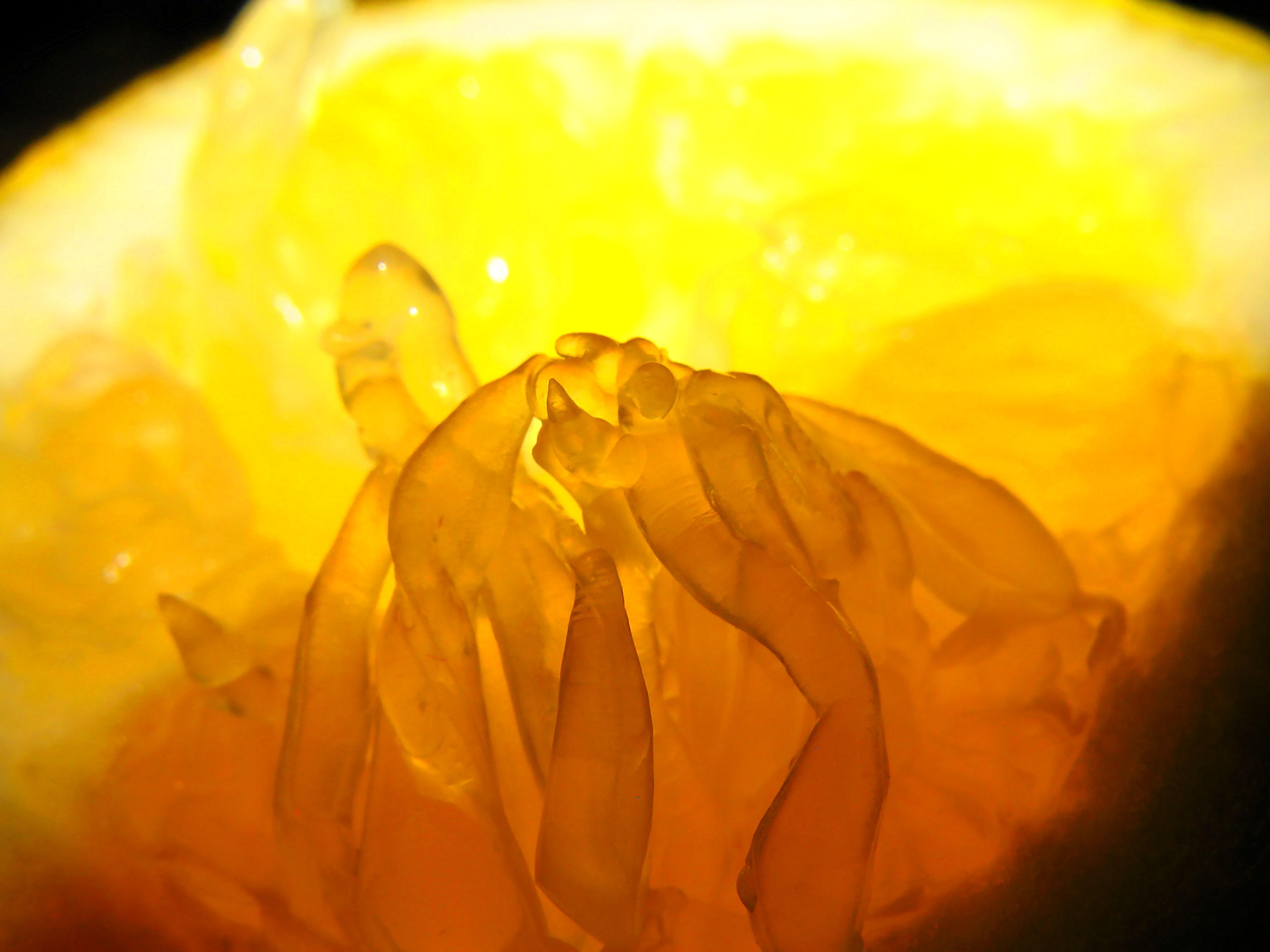 Lemon (2456535086)