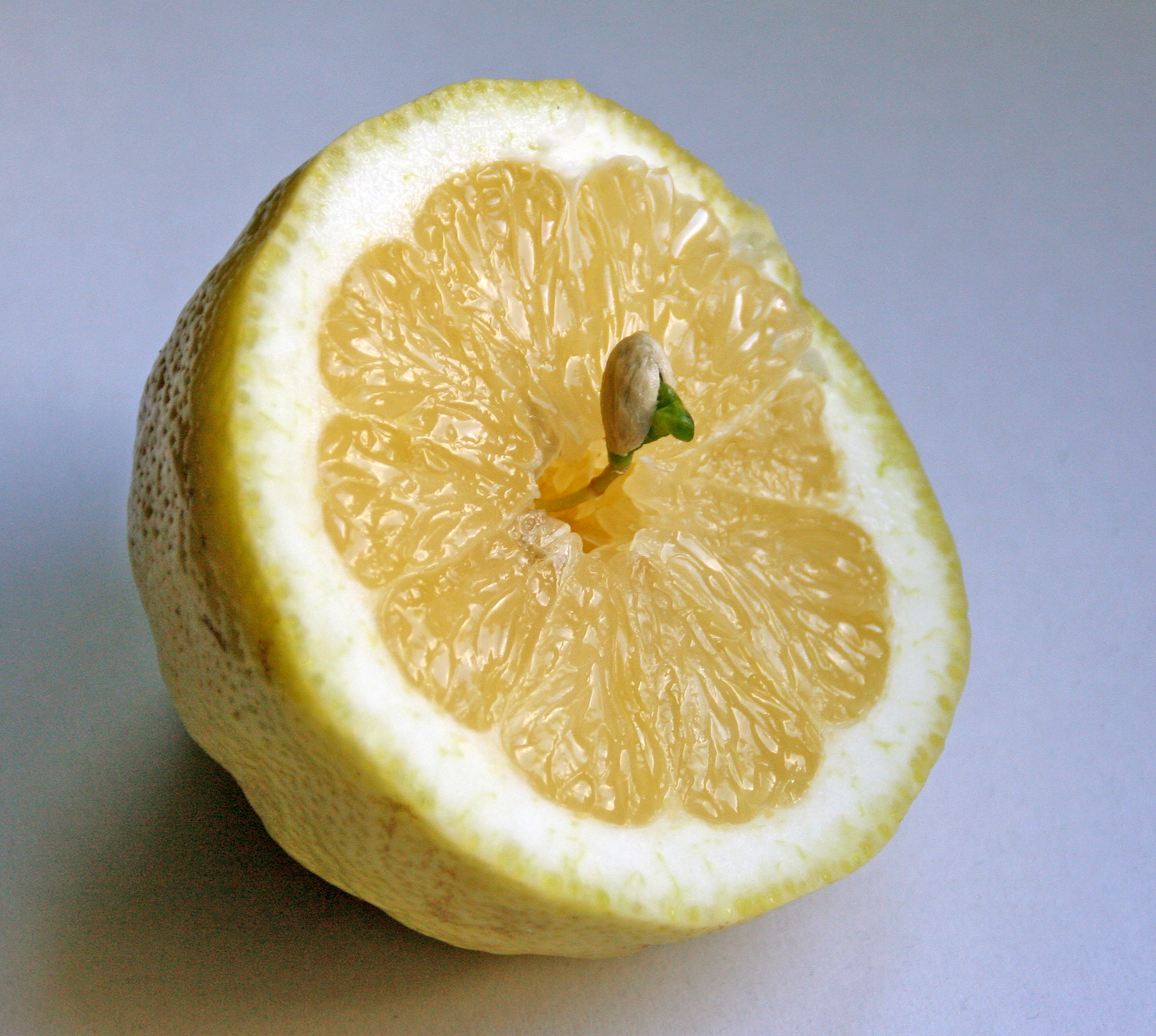 Lemon with sprout inside