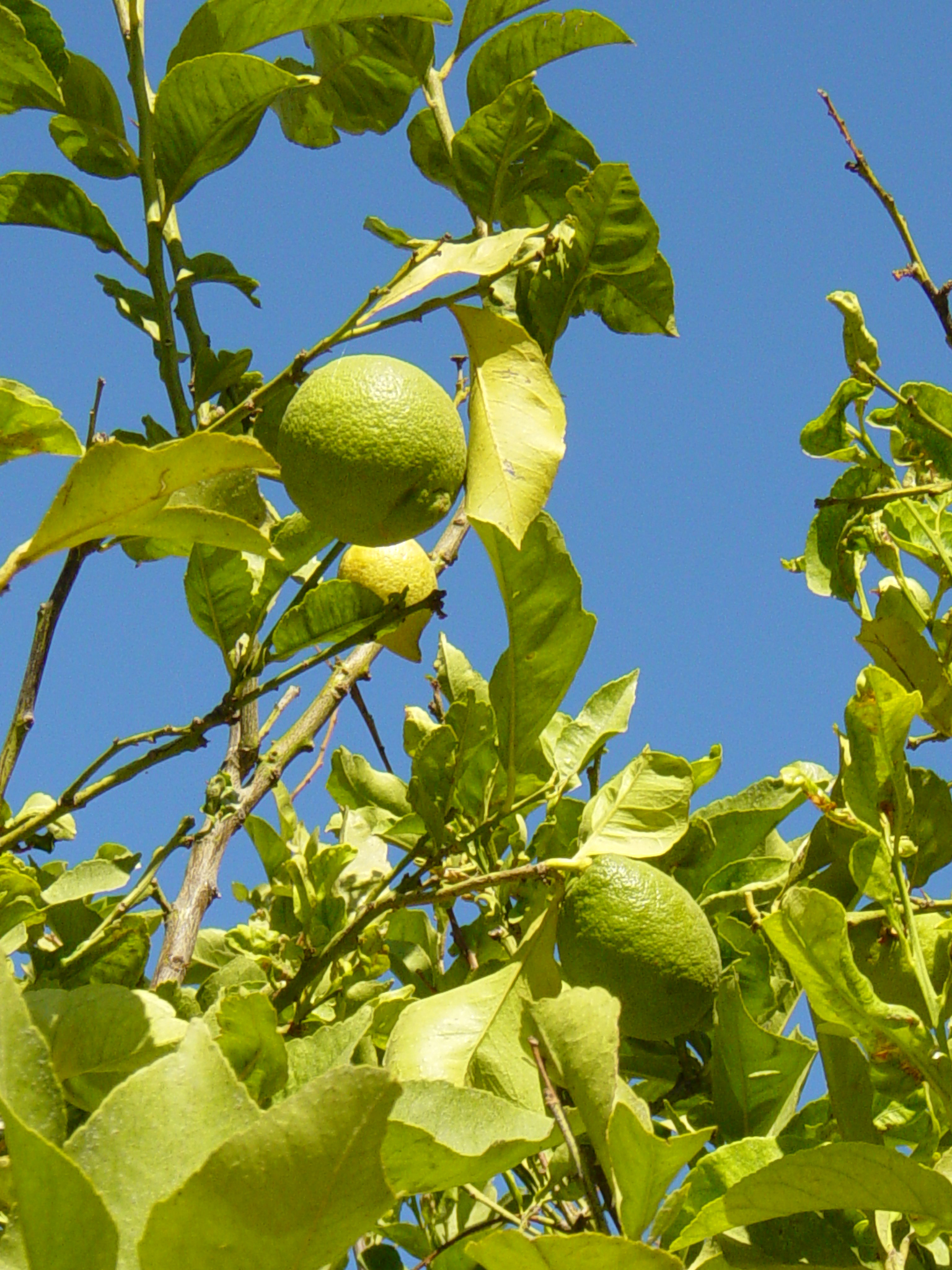 Lemons North Cyprus