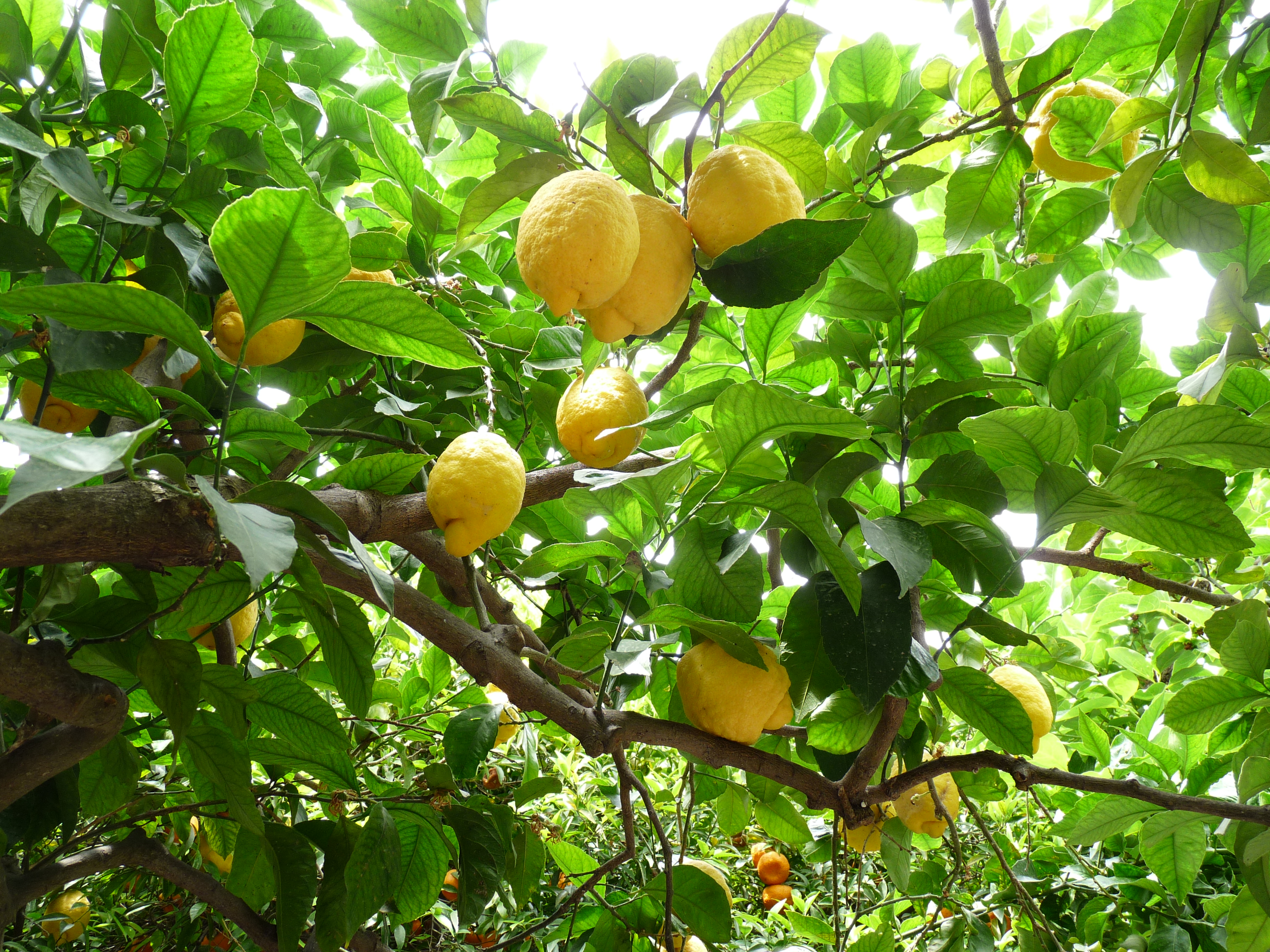 Lipari-Citrons (1)