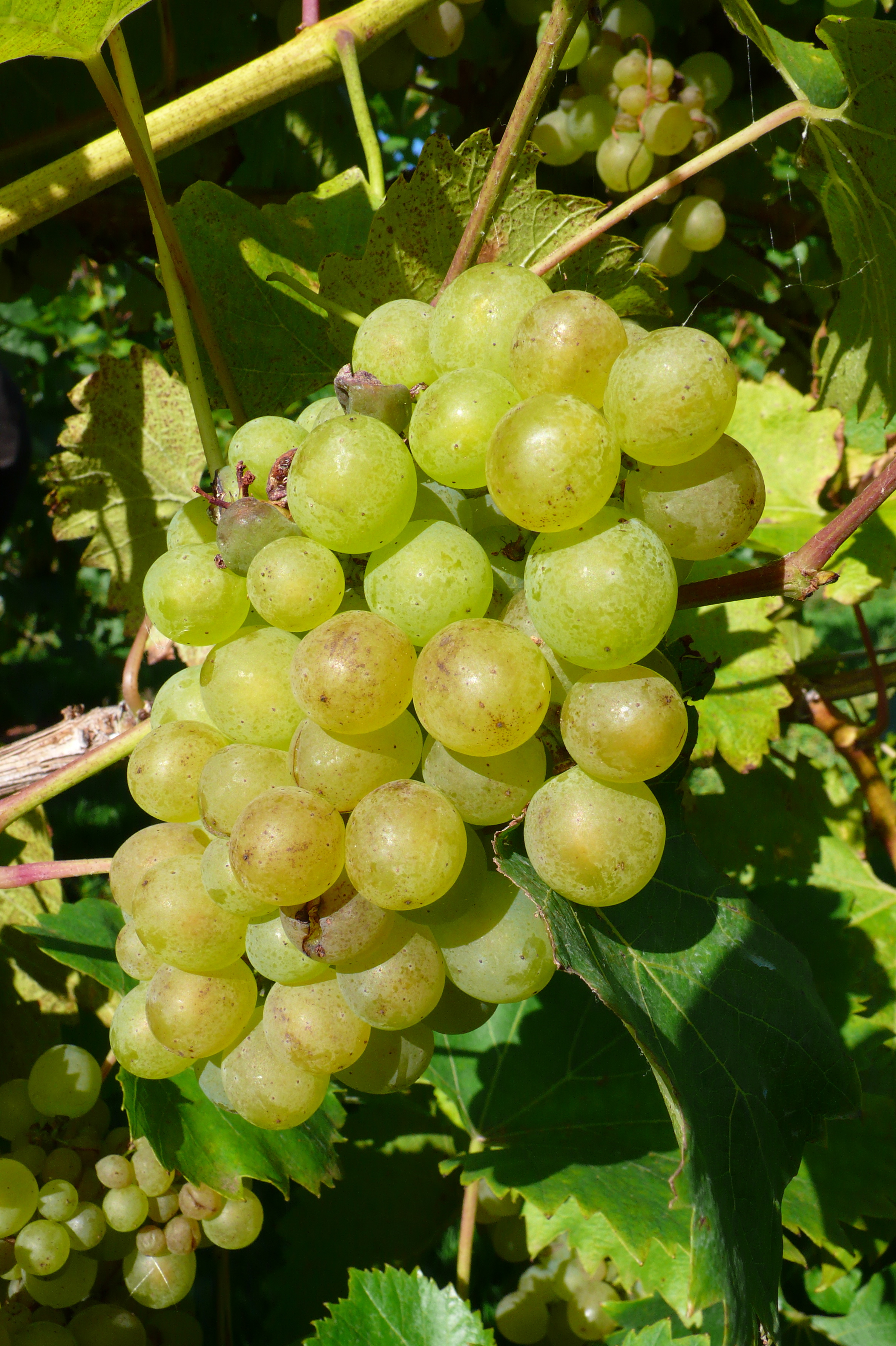 Madeleine Angevine growing in England