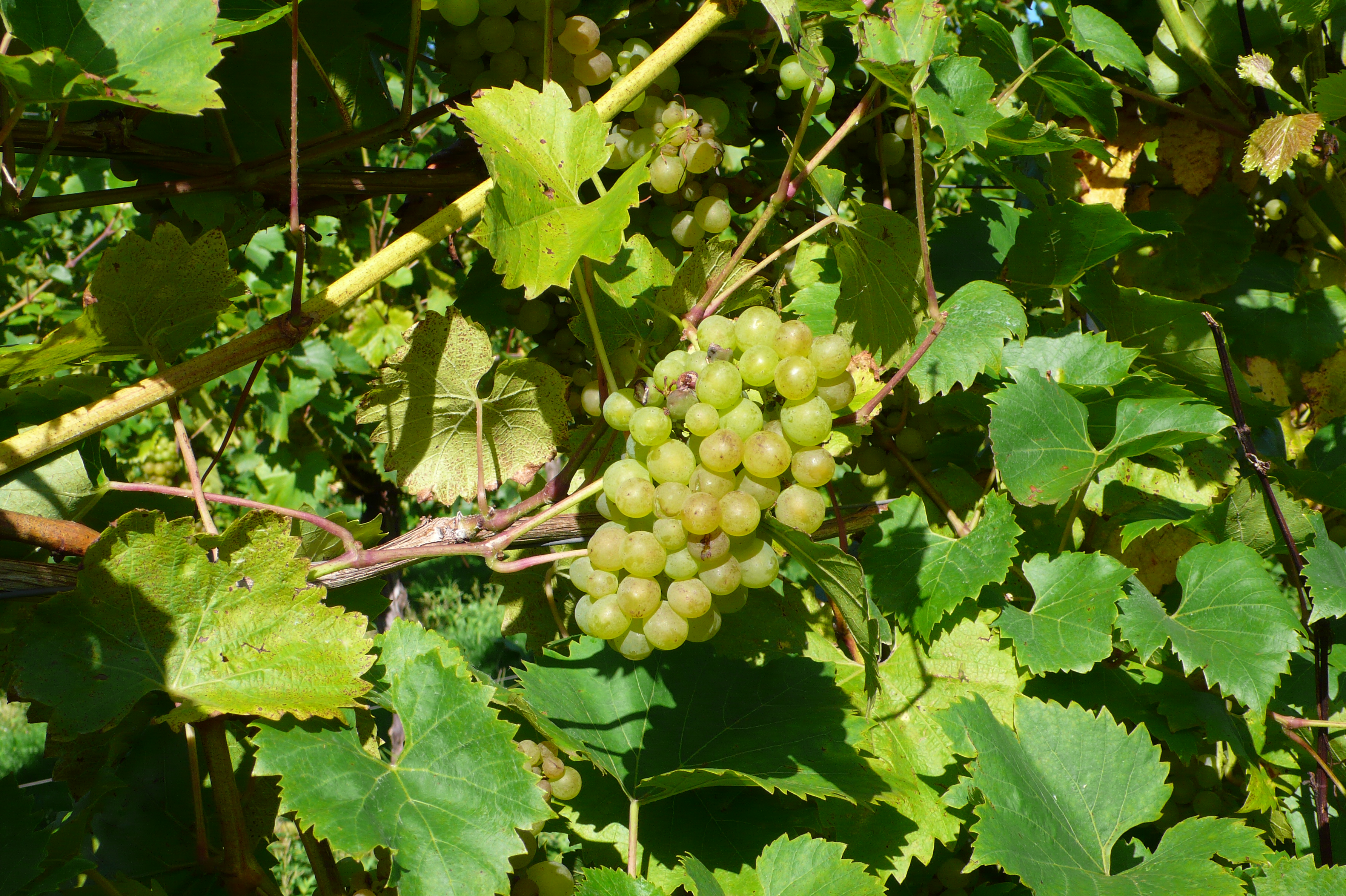 Madeleine Angevine grapes near ripeness