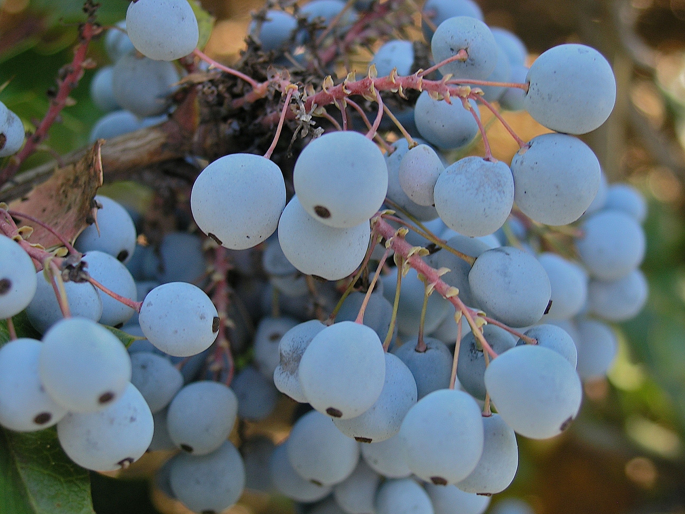Mahonia Golden Abundance 038