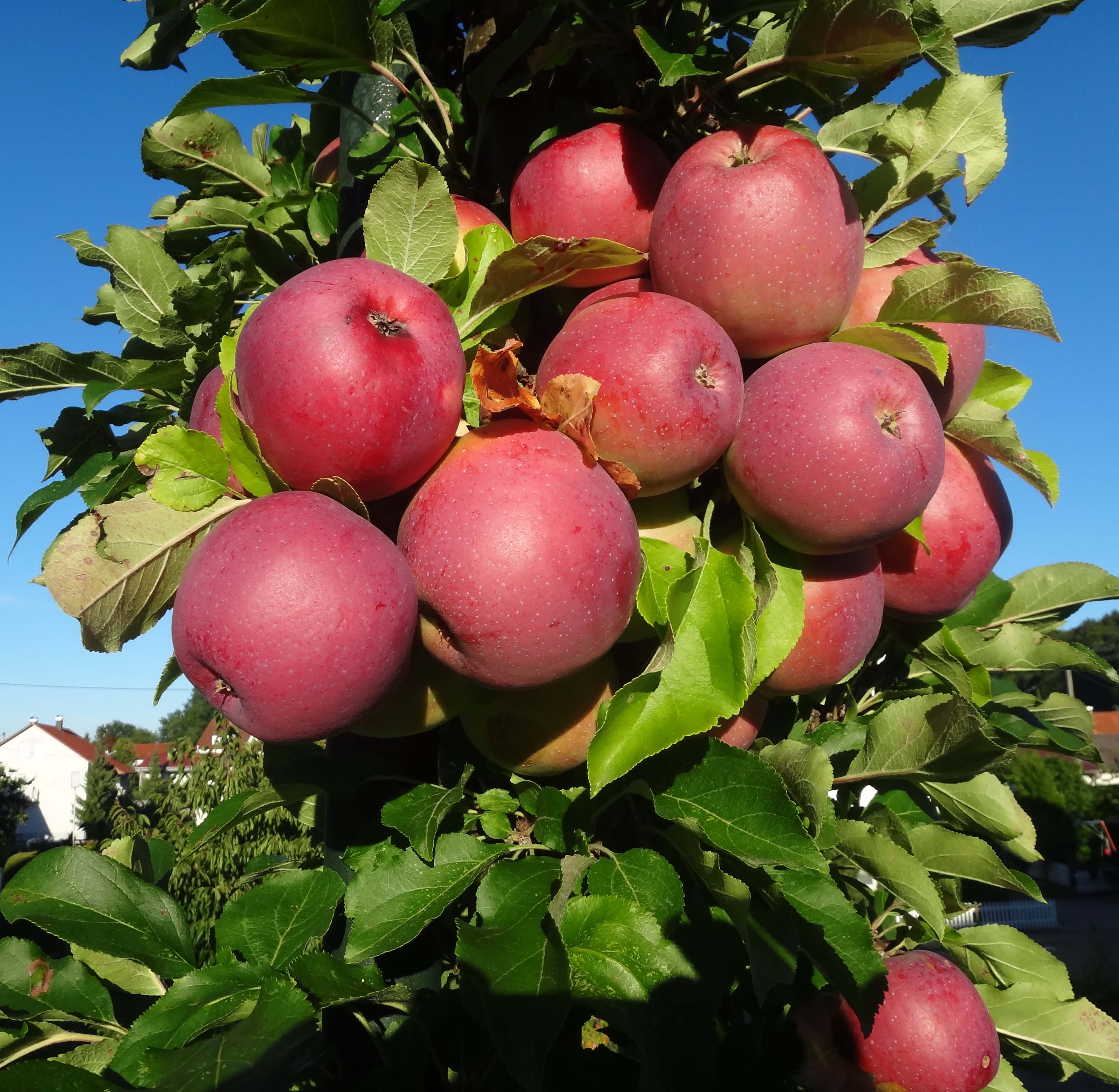 Malus-Berner-Rosenapfel 27.08.2012