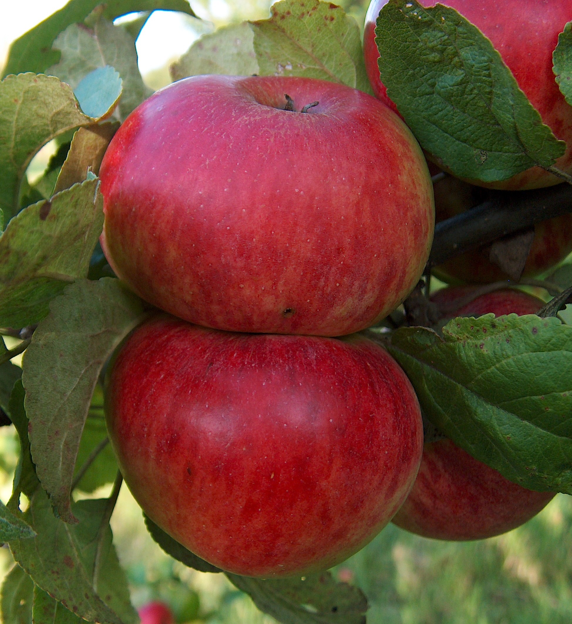 Malus Albrechtspafel