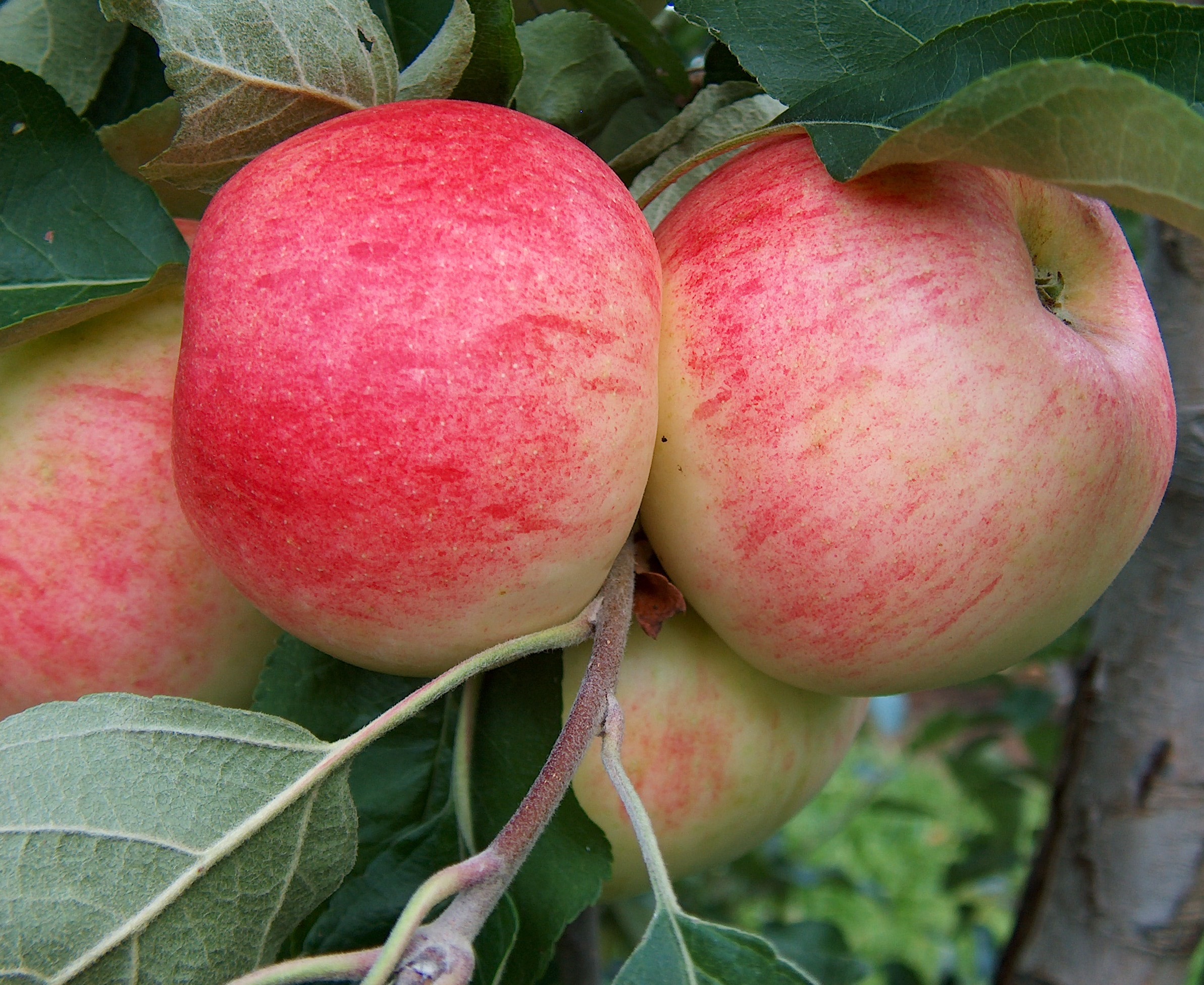 Malus Cybele
