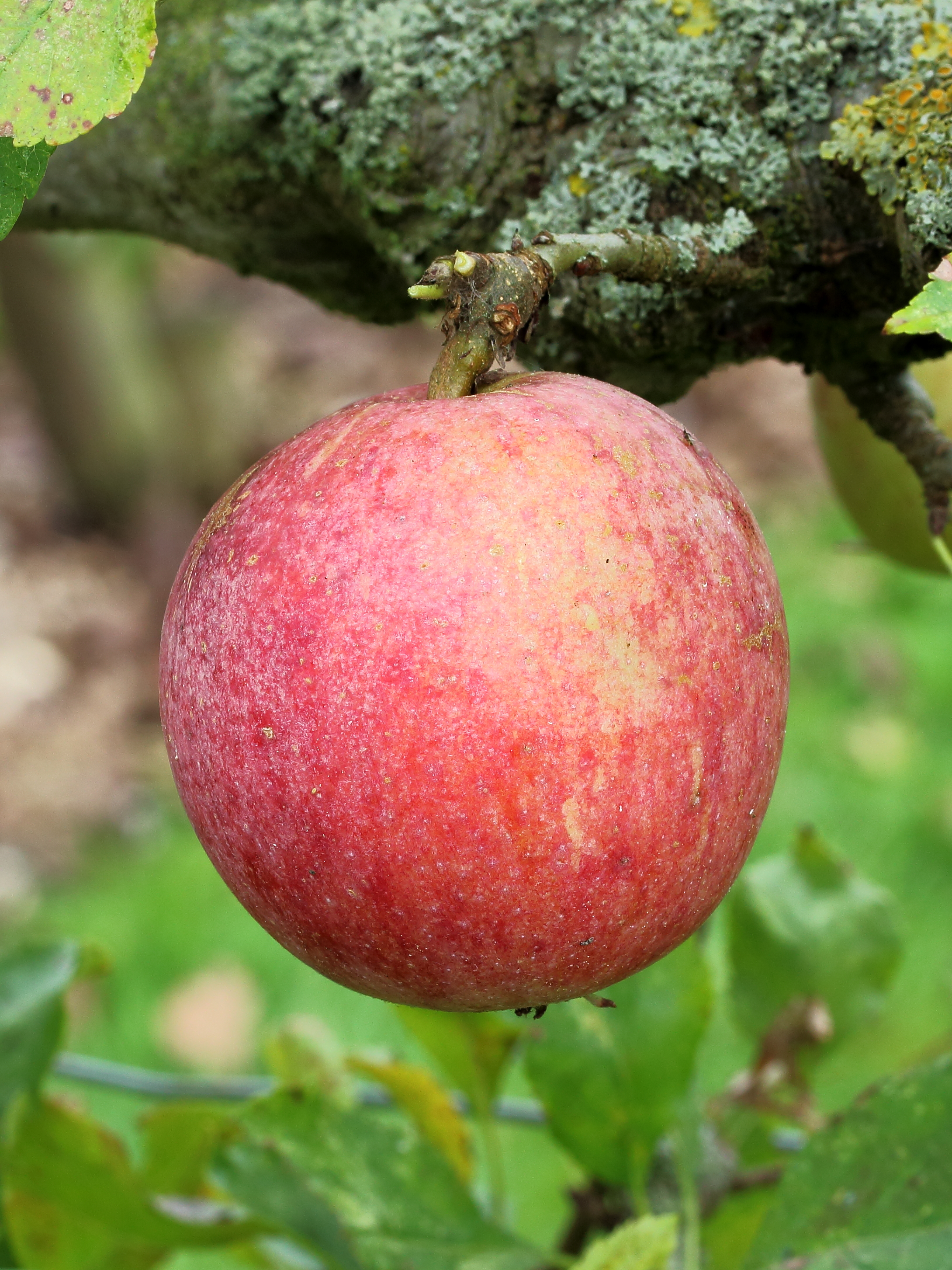 Malus domestica Allington Pippin 04