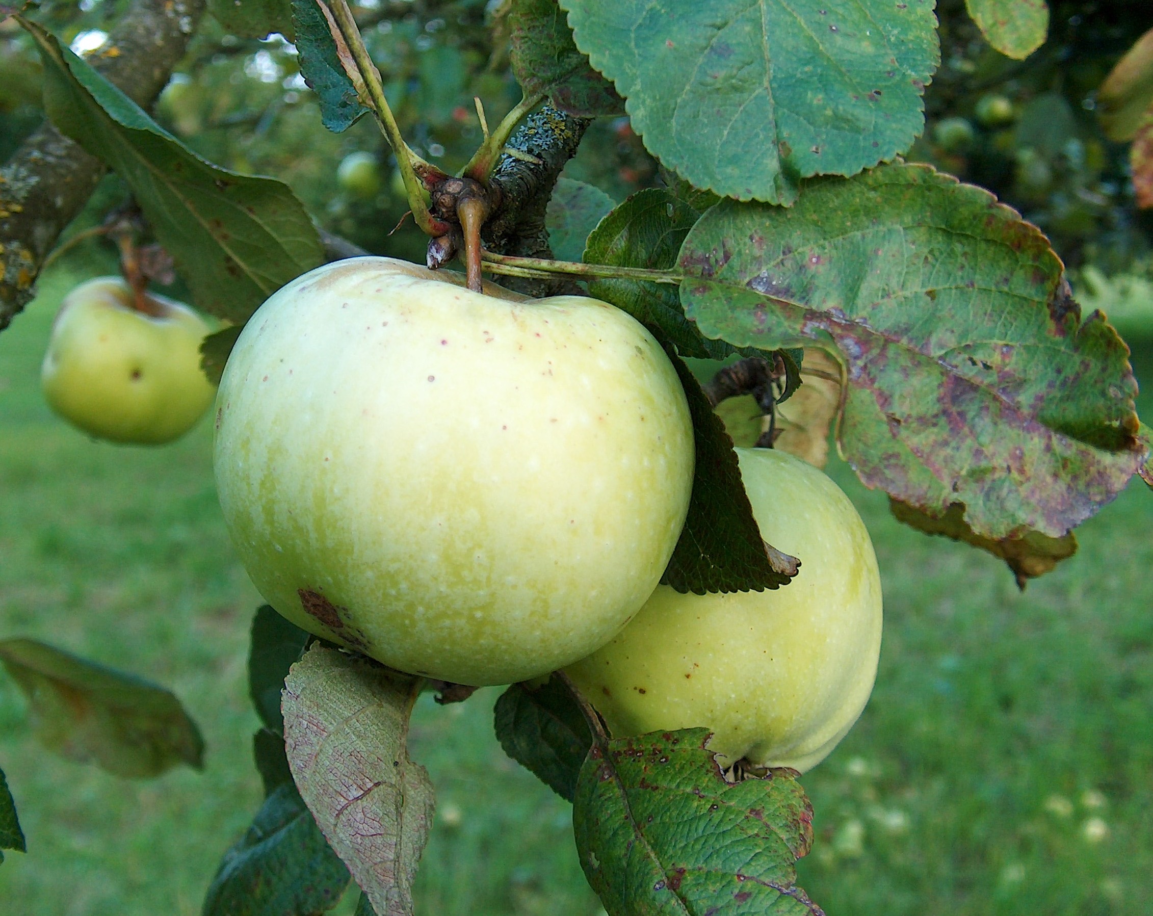 Malus Lord-Grosvenor