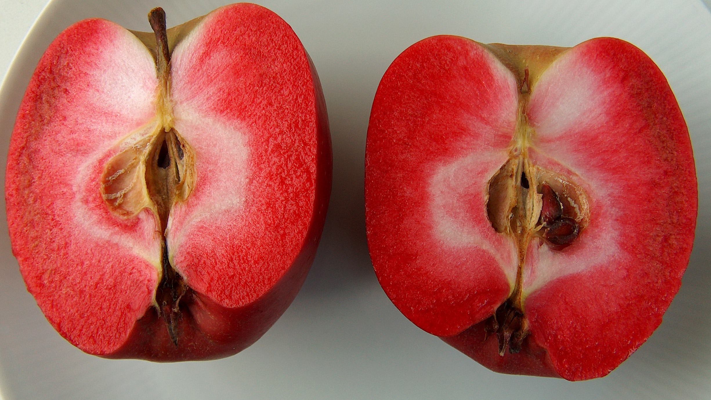Malus Weirouge