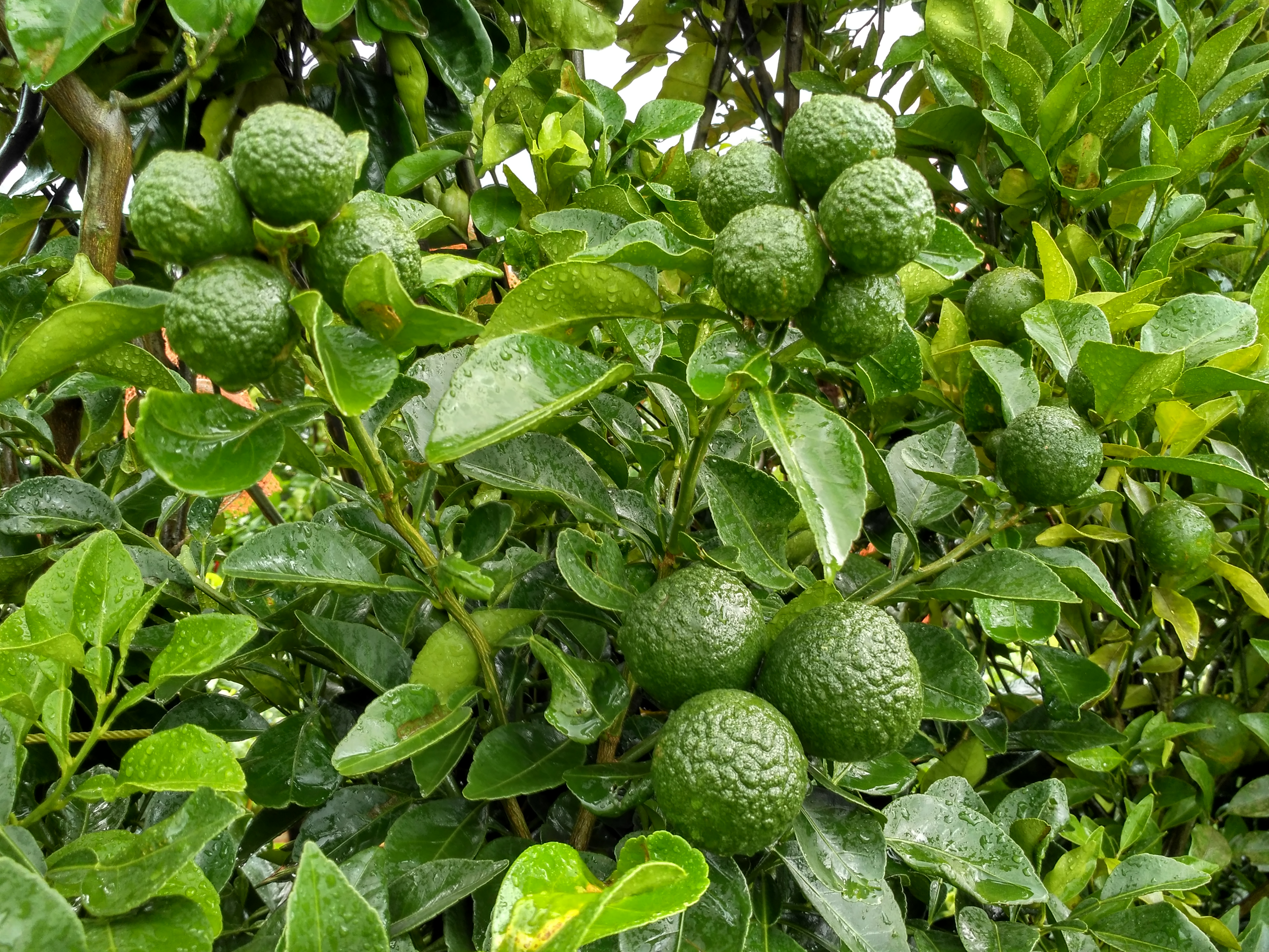 Mandarin orange 2 Bangladesh 