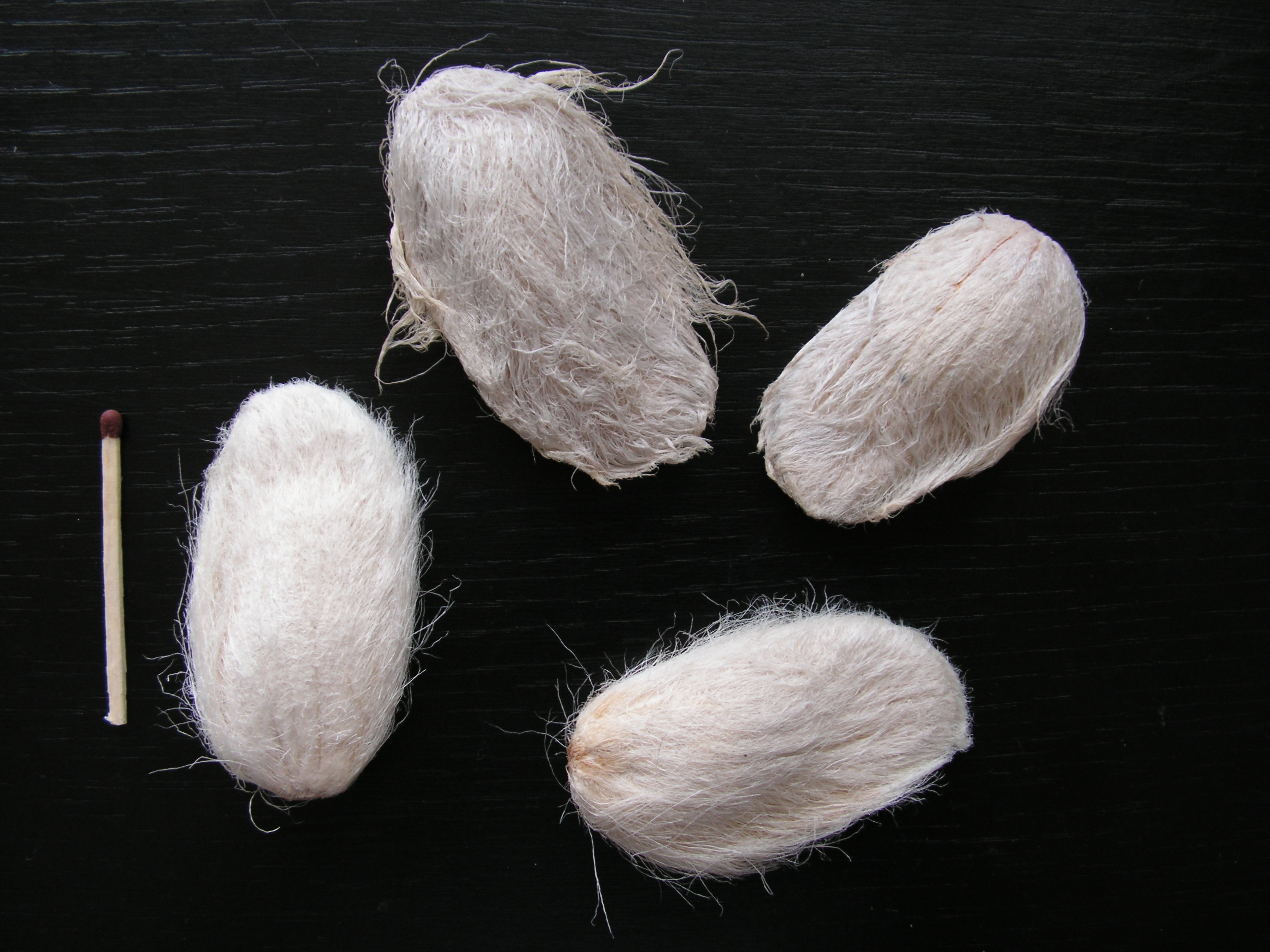 Mangifera casturi seeds