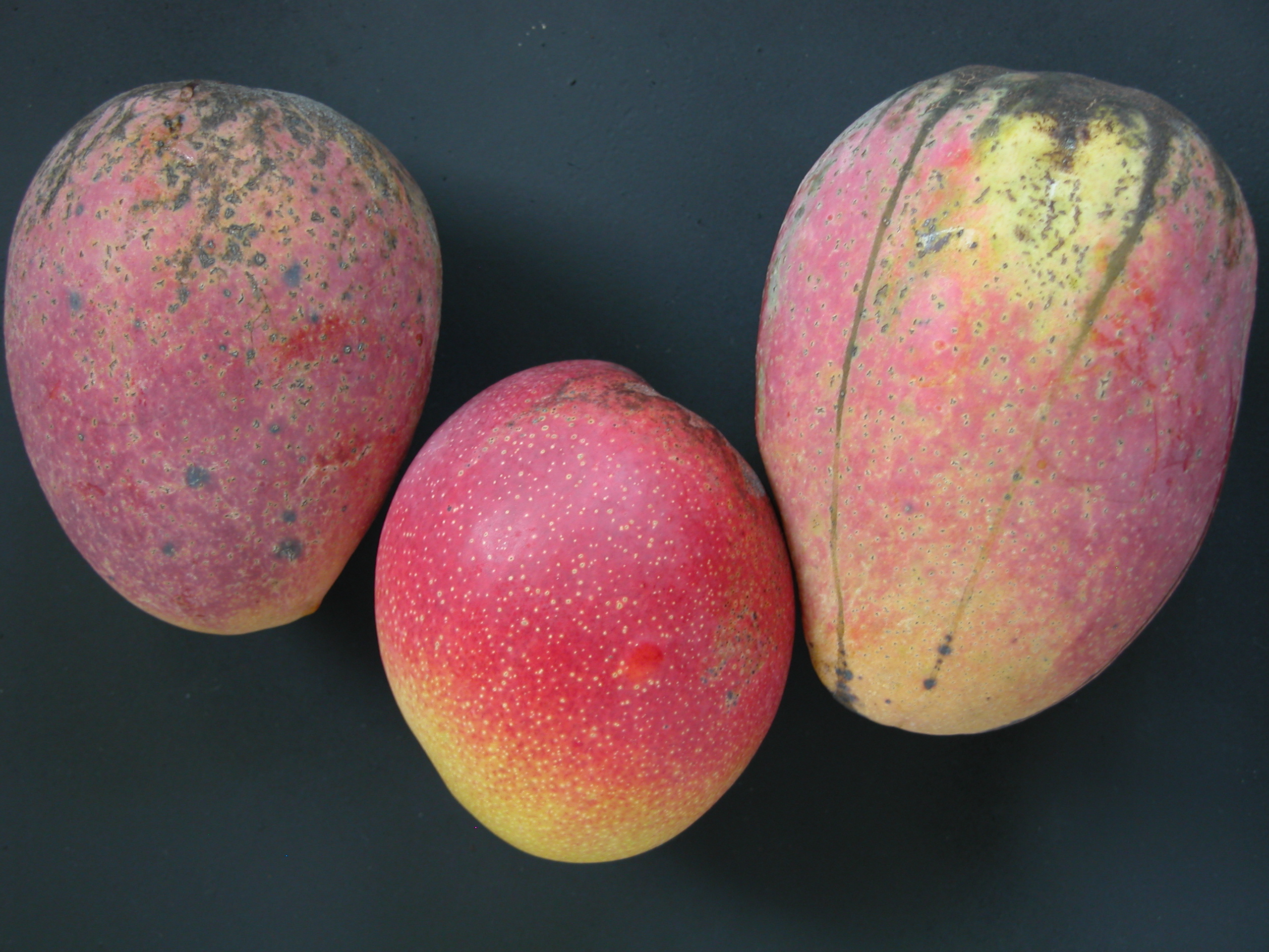 Mango02 CS HD CS Asit