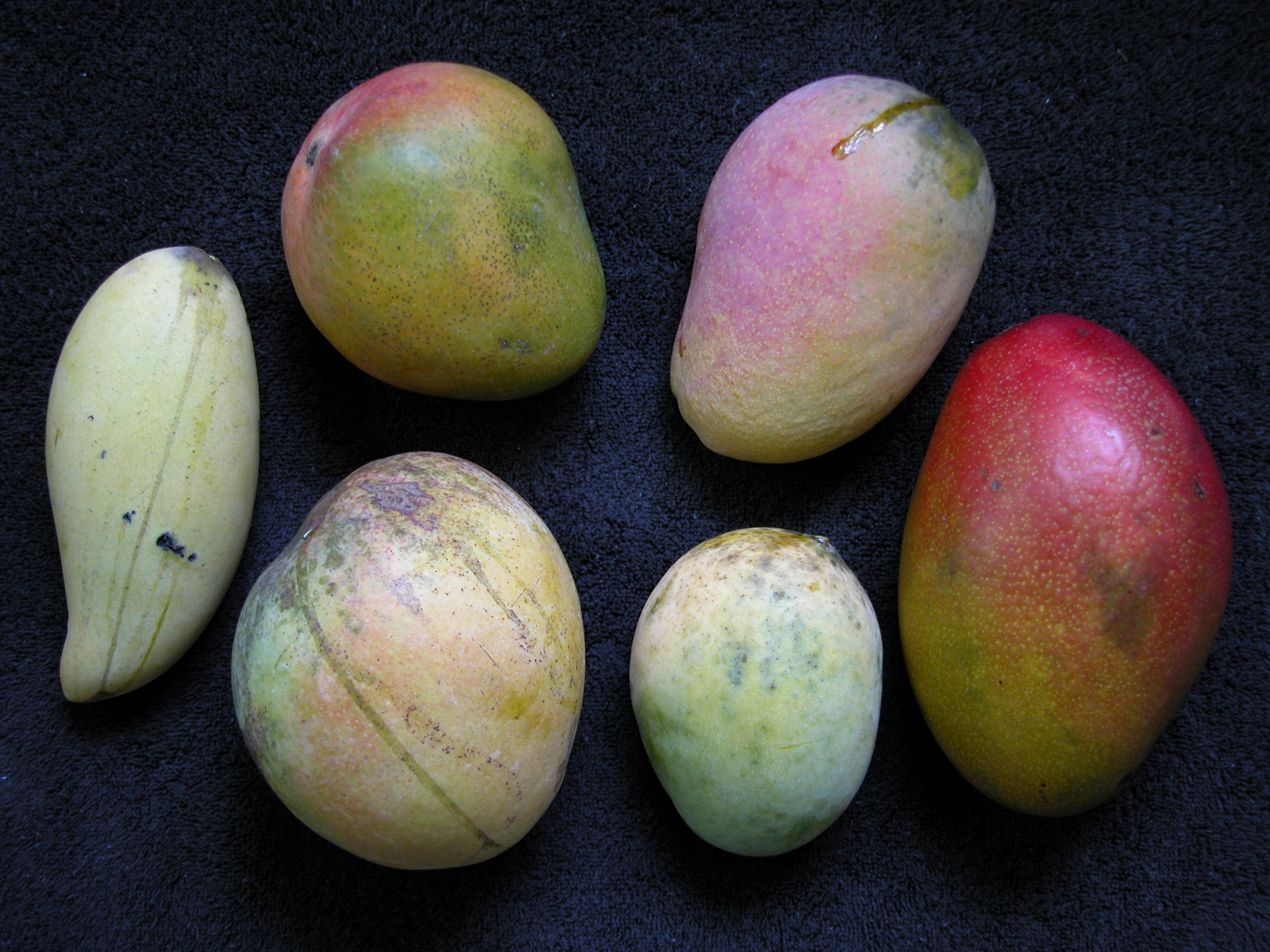 Mango05 6var Asit