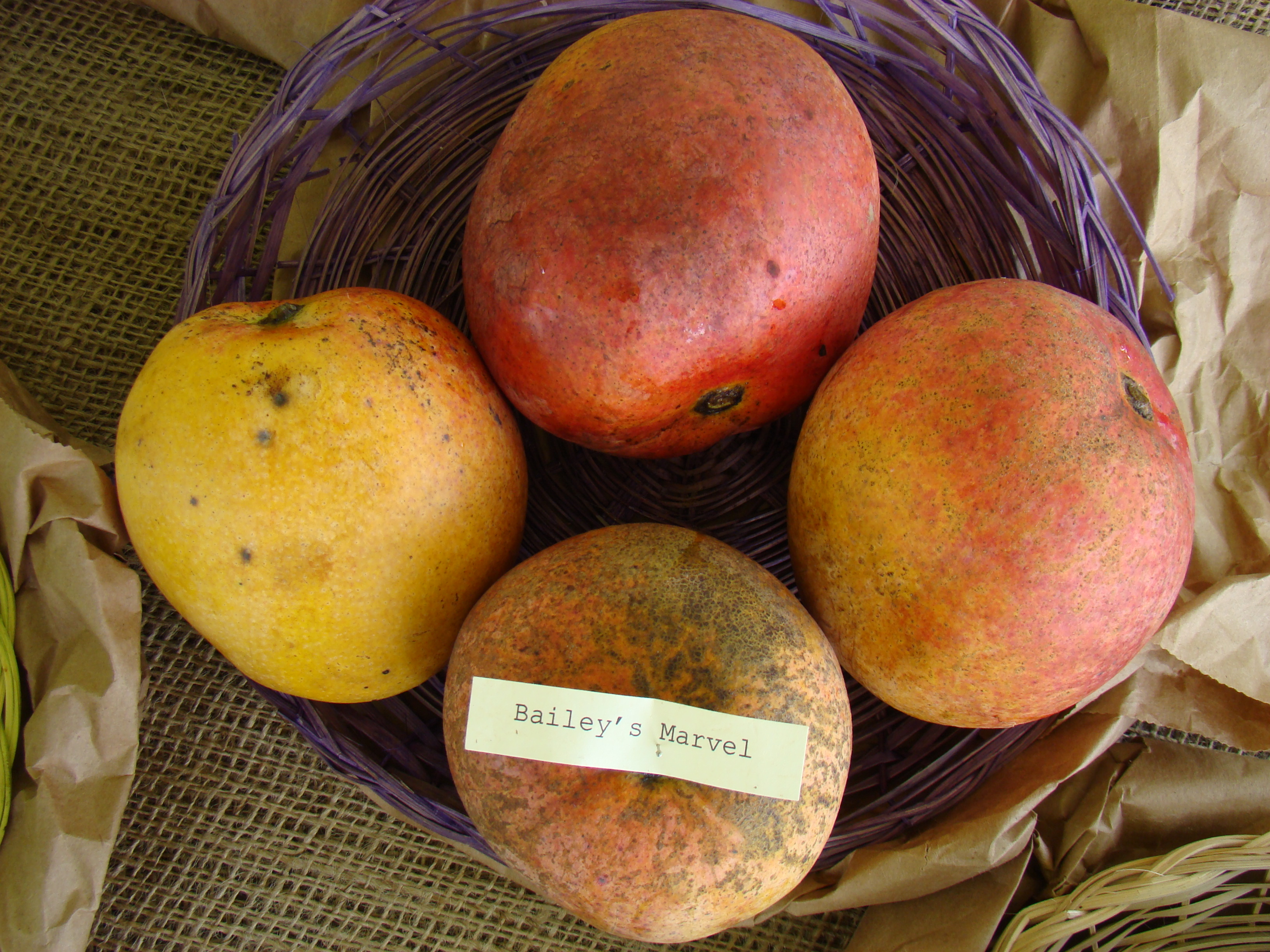 Mango BaileysMarvel Asit fs8