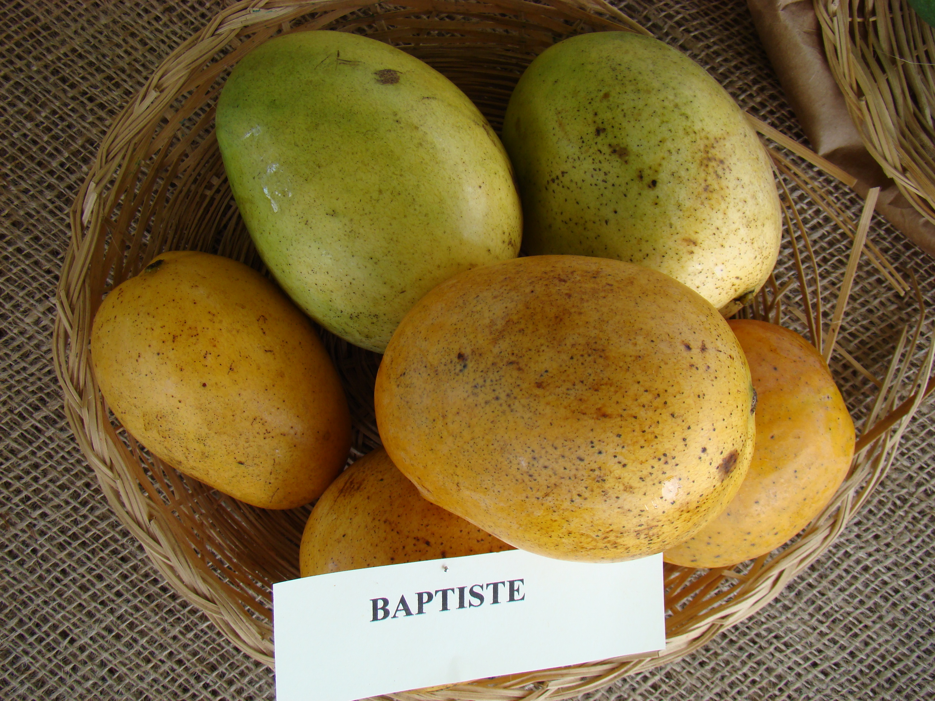 Mango Baptiste Asit fs8