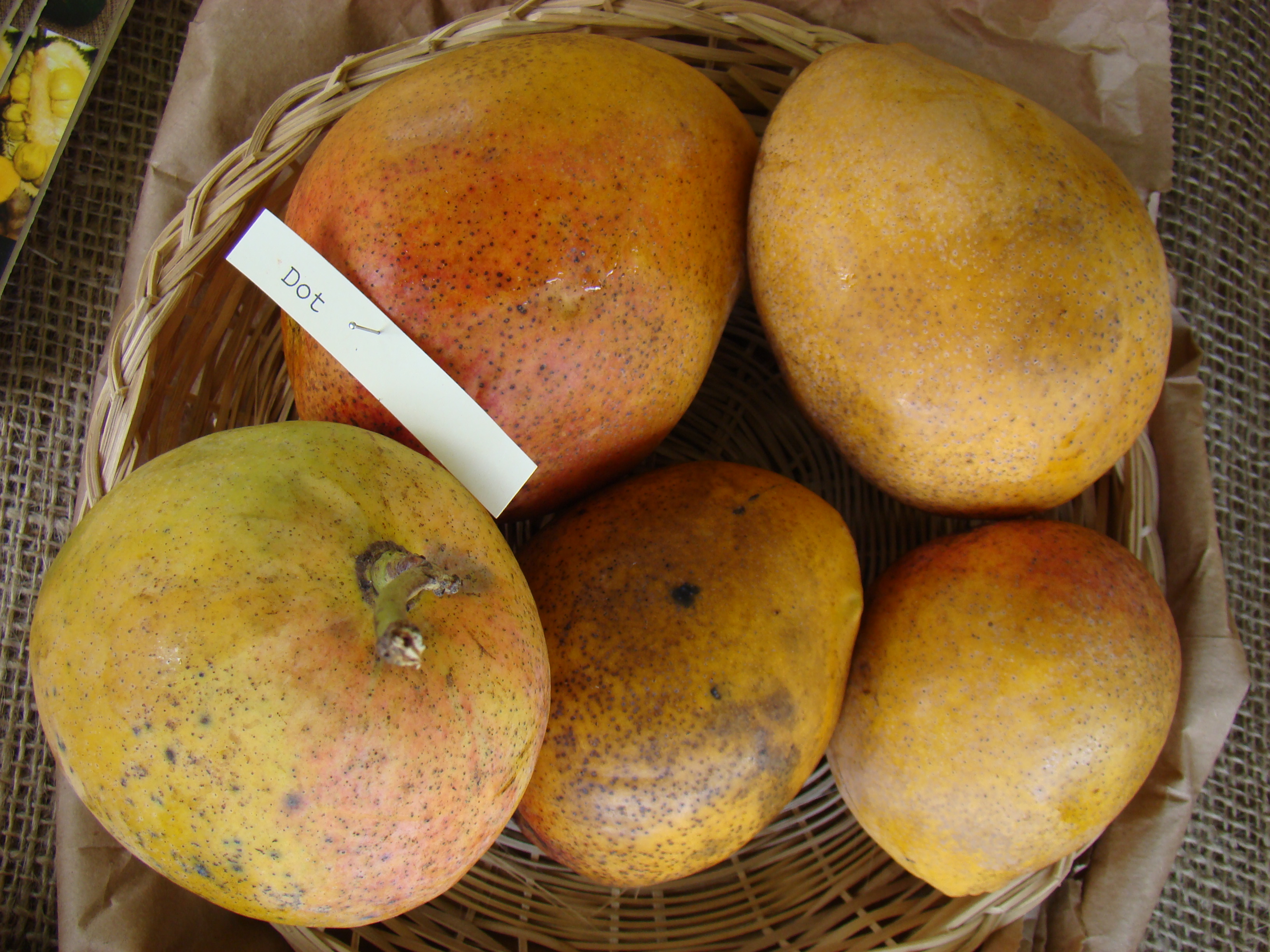 Mango Dot Asit fs8