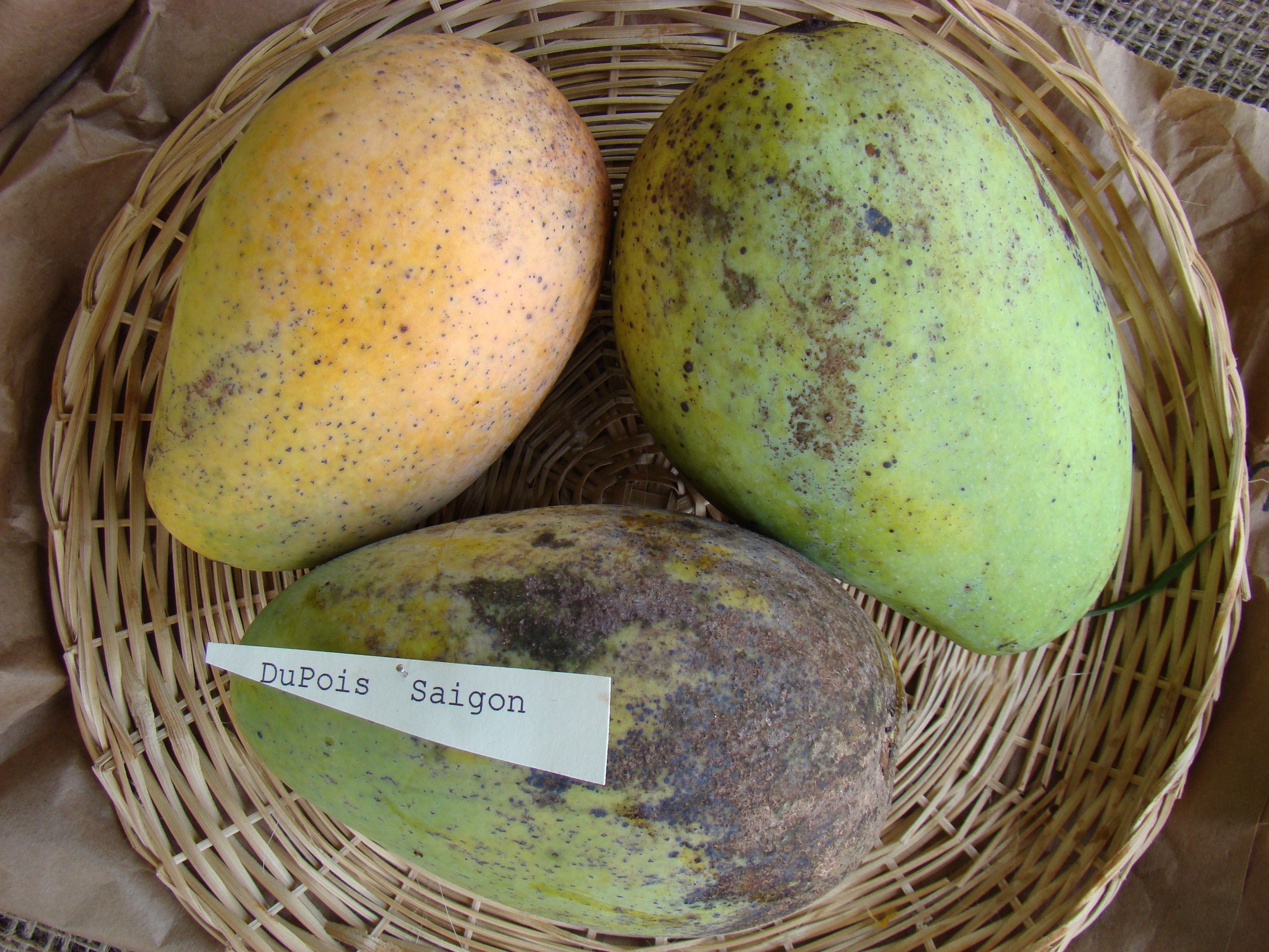 Mango DuPuisSaigon Asit fs8