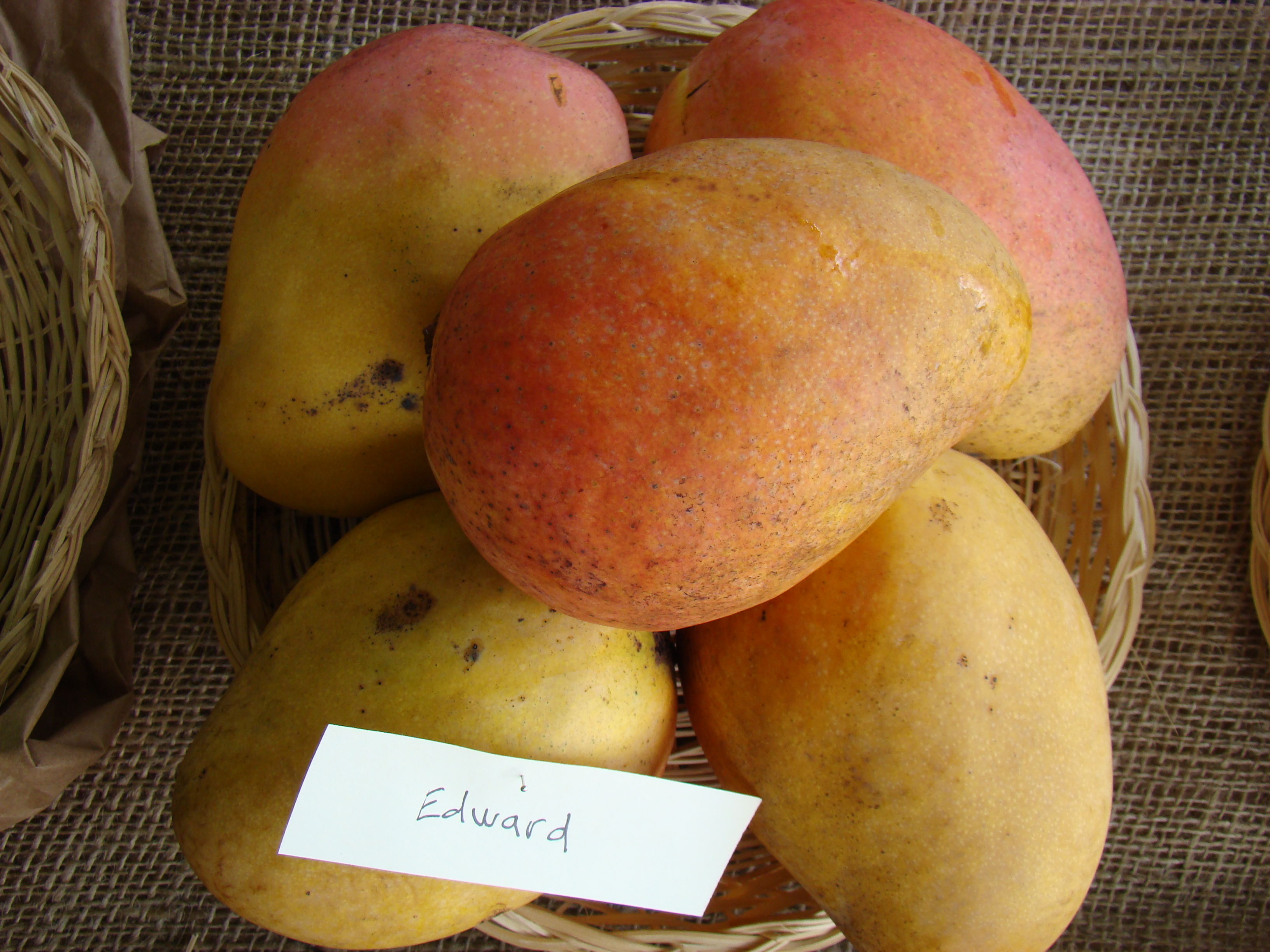 Mango Edward Asit fs8
