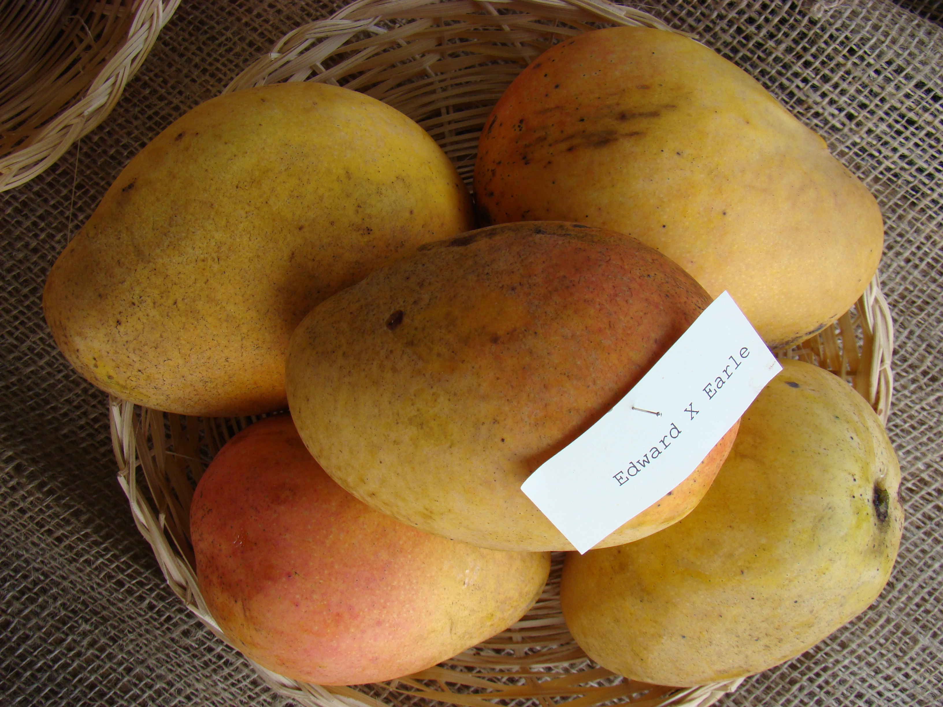 Mango EdwardXEarle Asit fs8