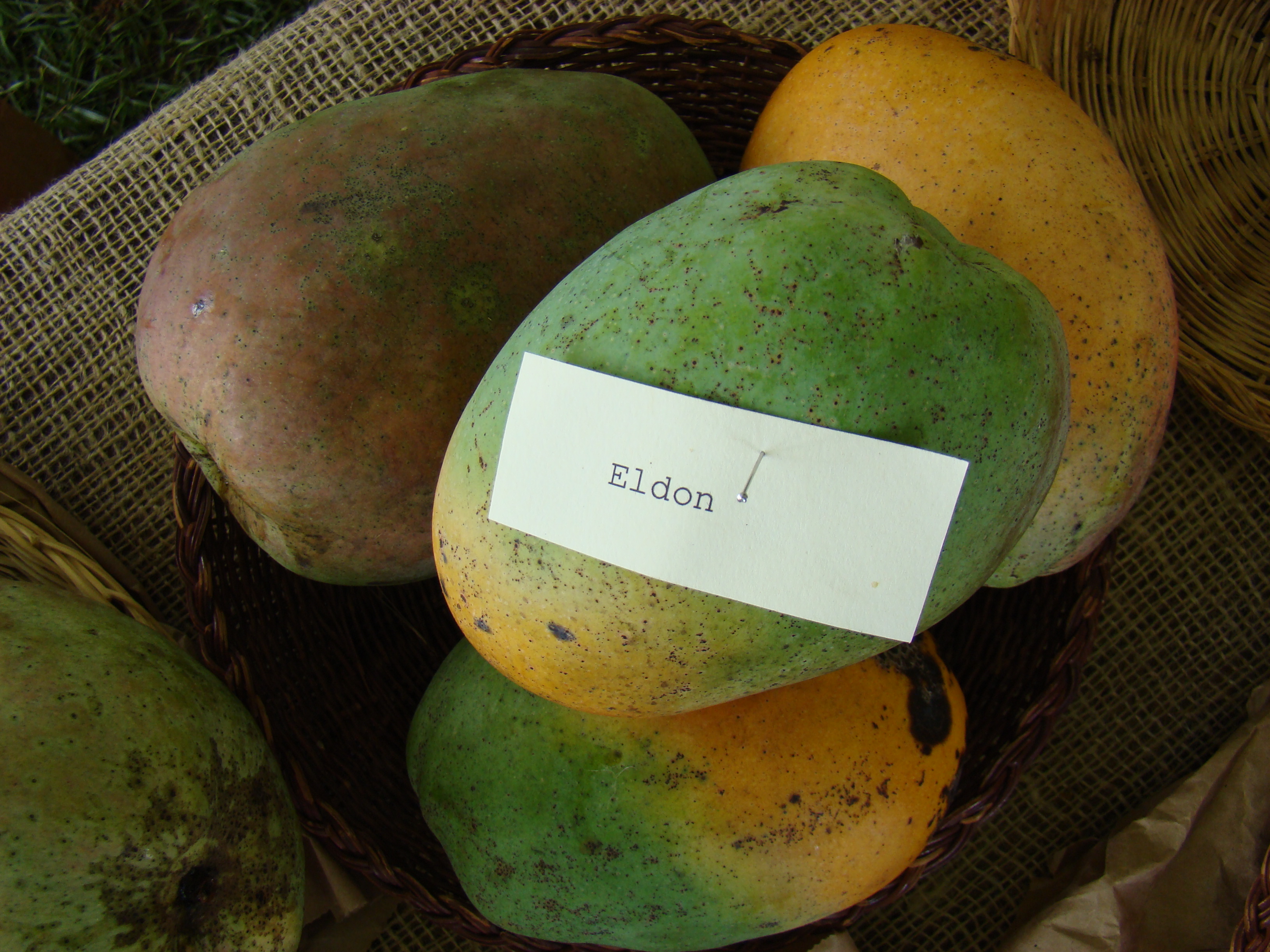 Mango Eldon Asit fs8