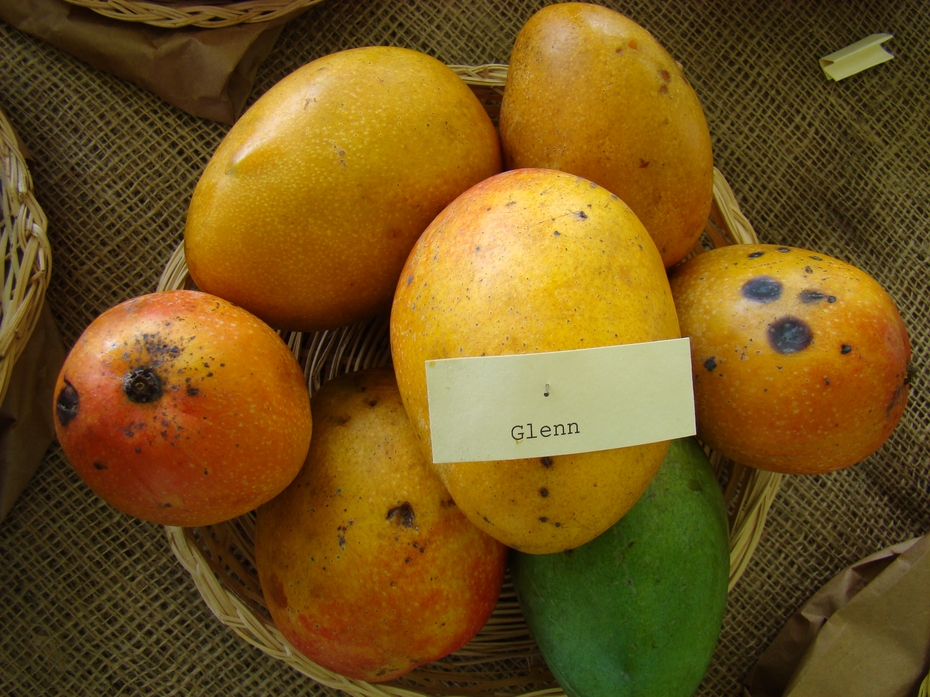 Mango Glenn Asit fs8