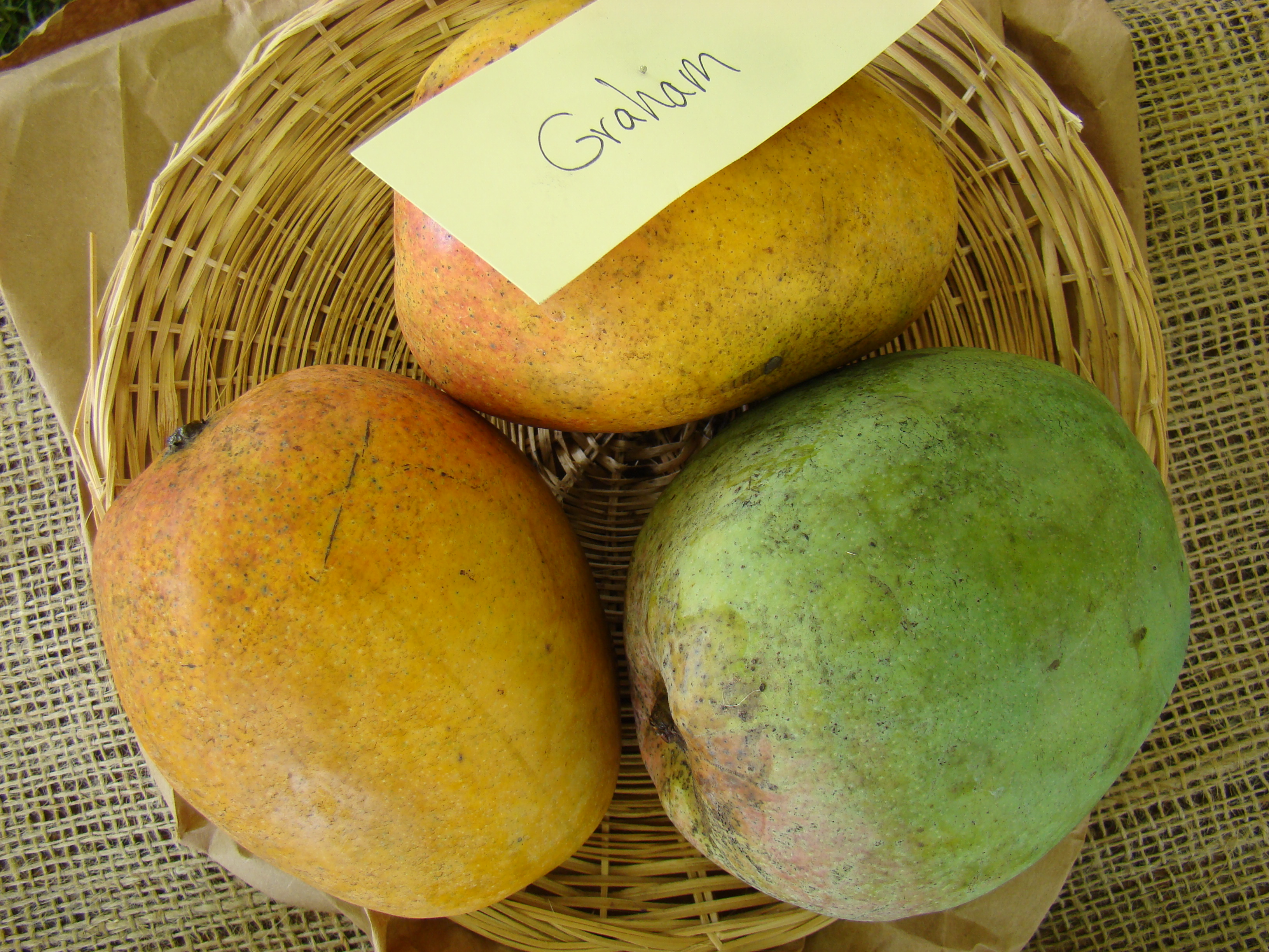 Mango Graham Asit fs8
