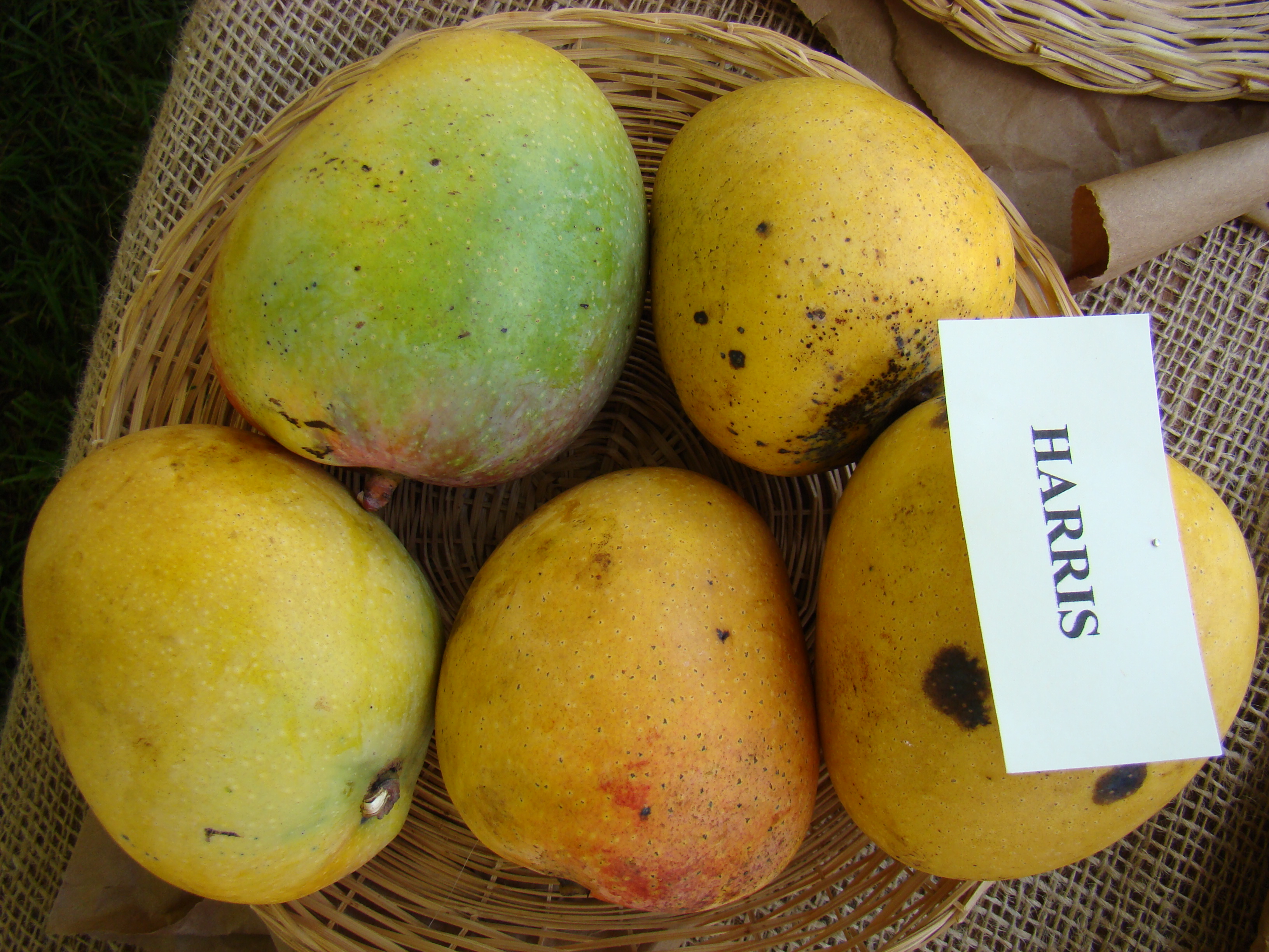 Mango Harris Asit fs8