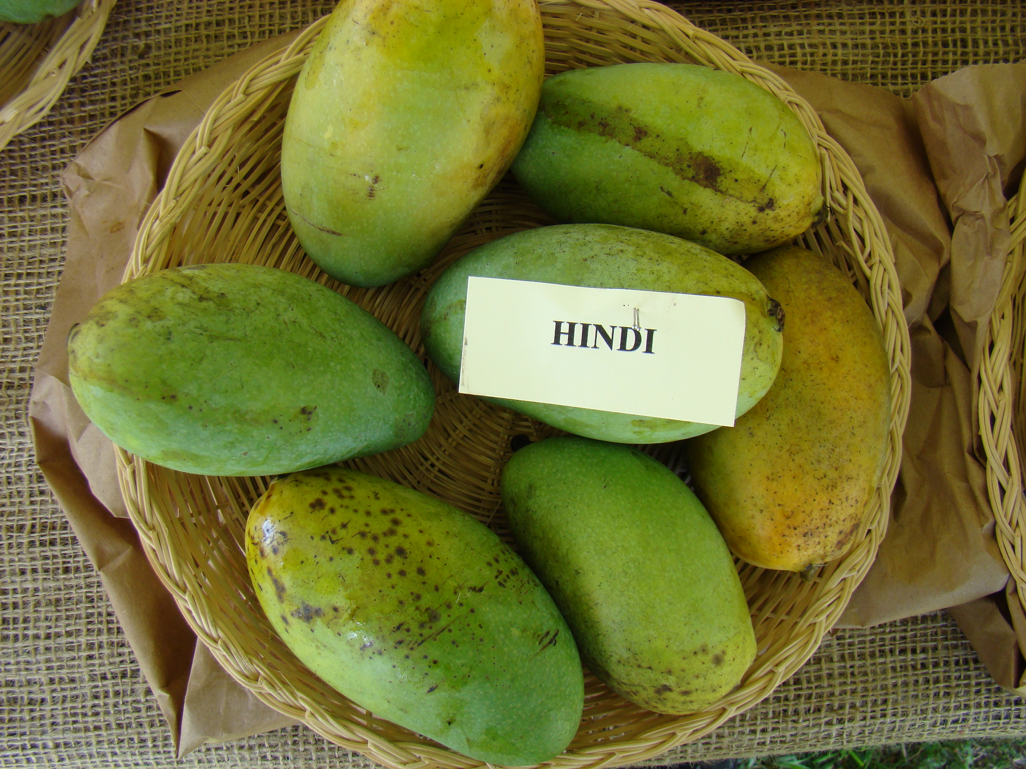 Mango Hindi Asit fs8