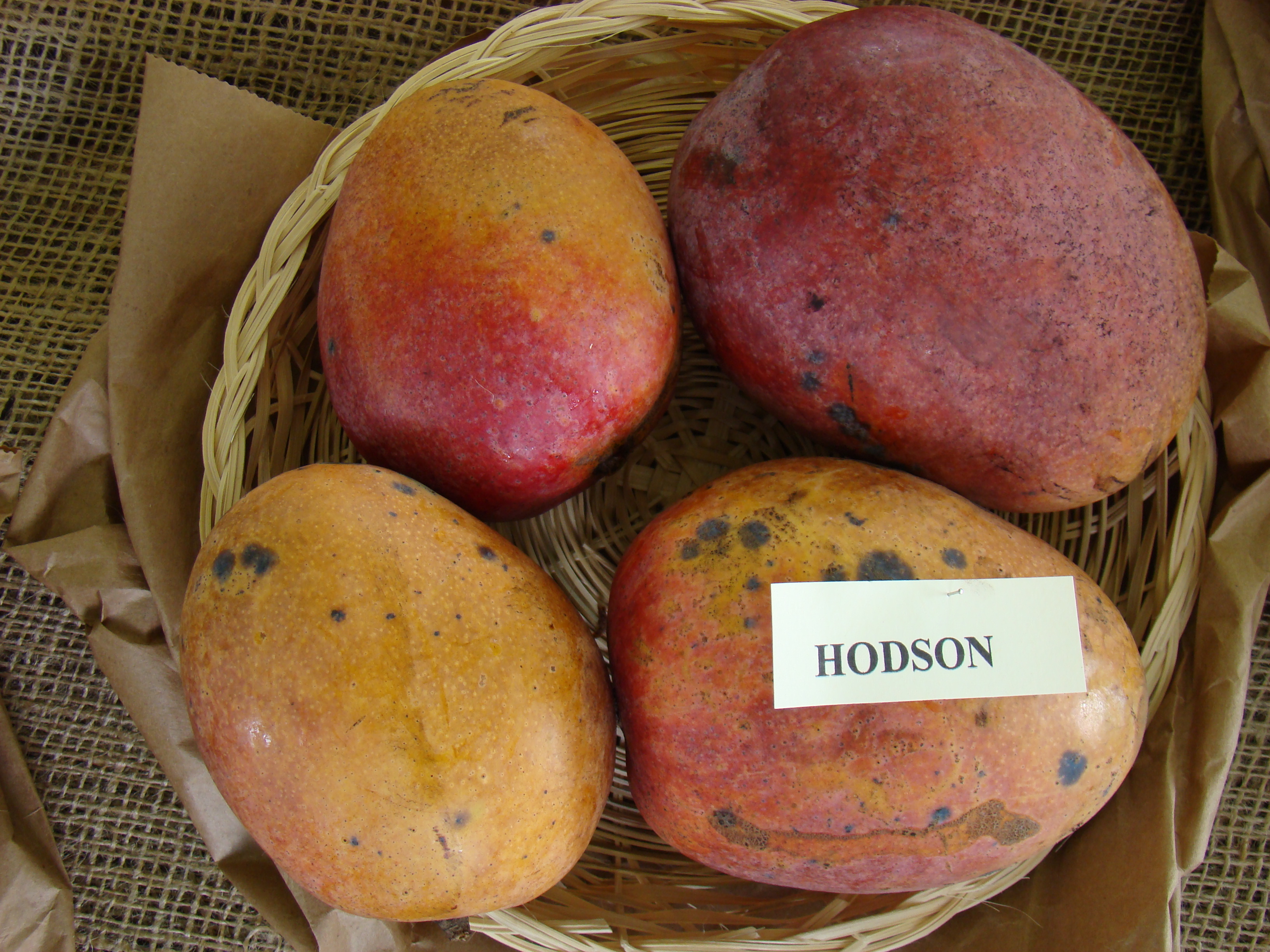 Mango Hodson Asit fs8
