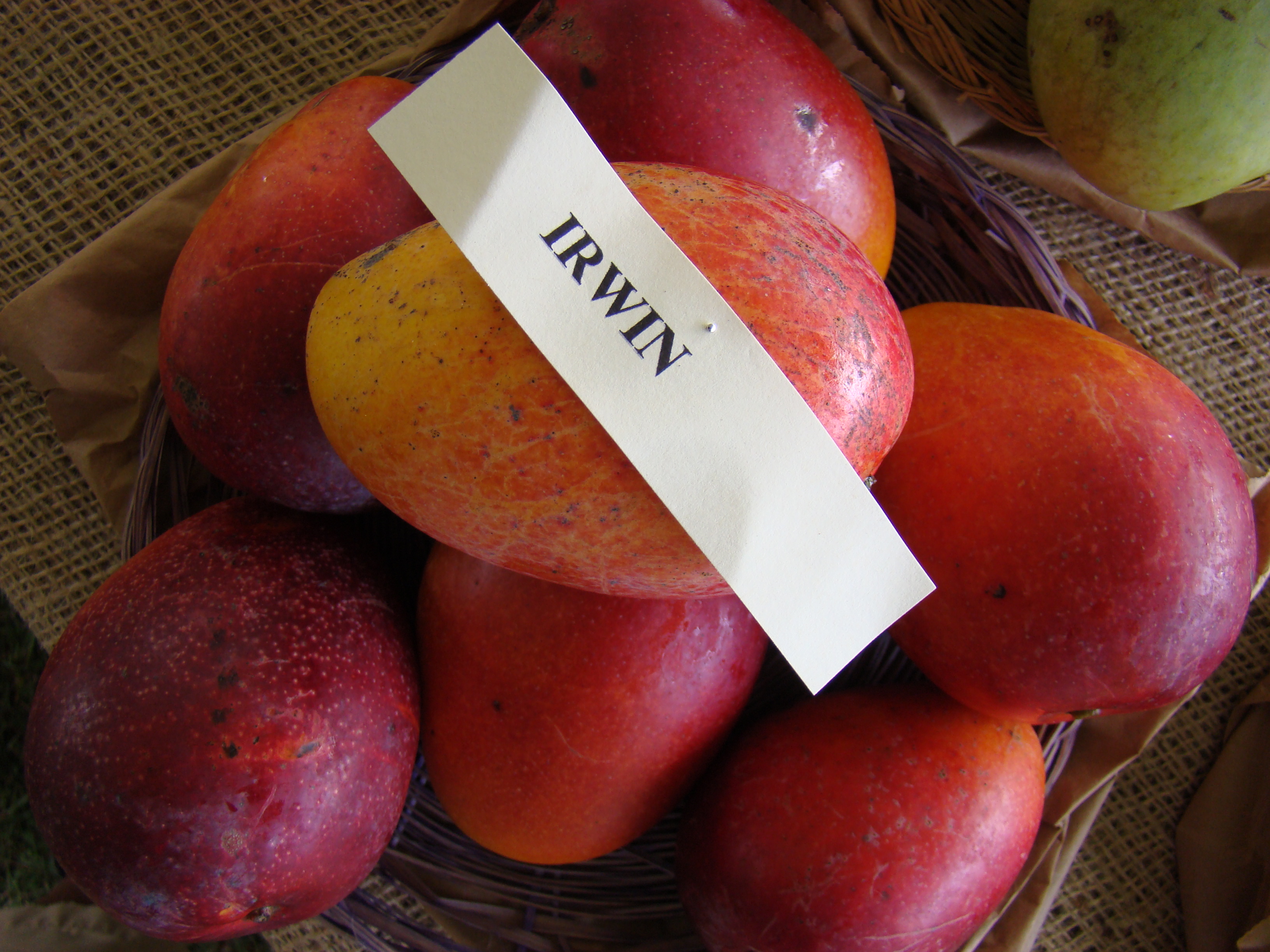 Mango Irwin Asit fs8