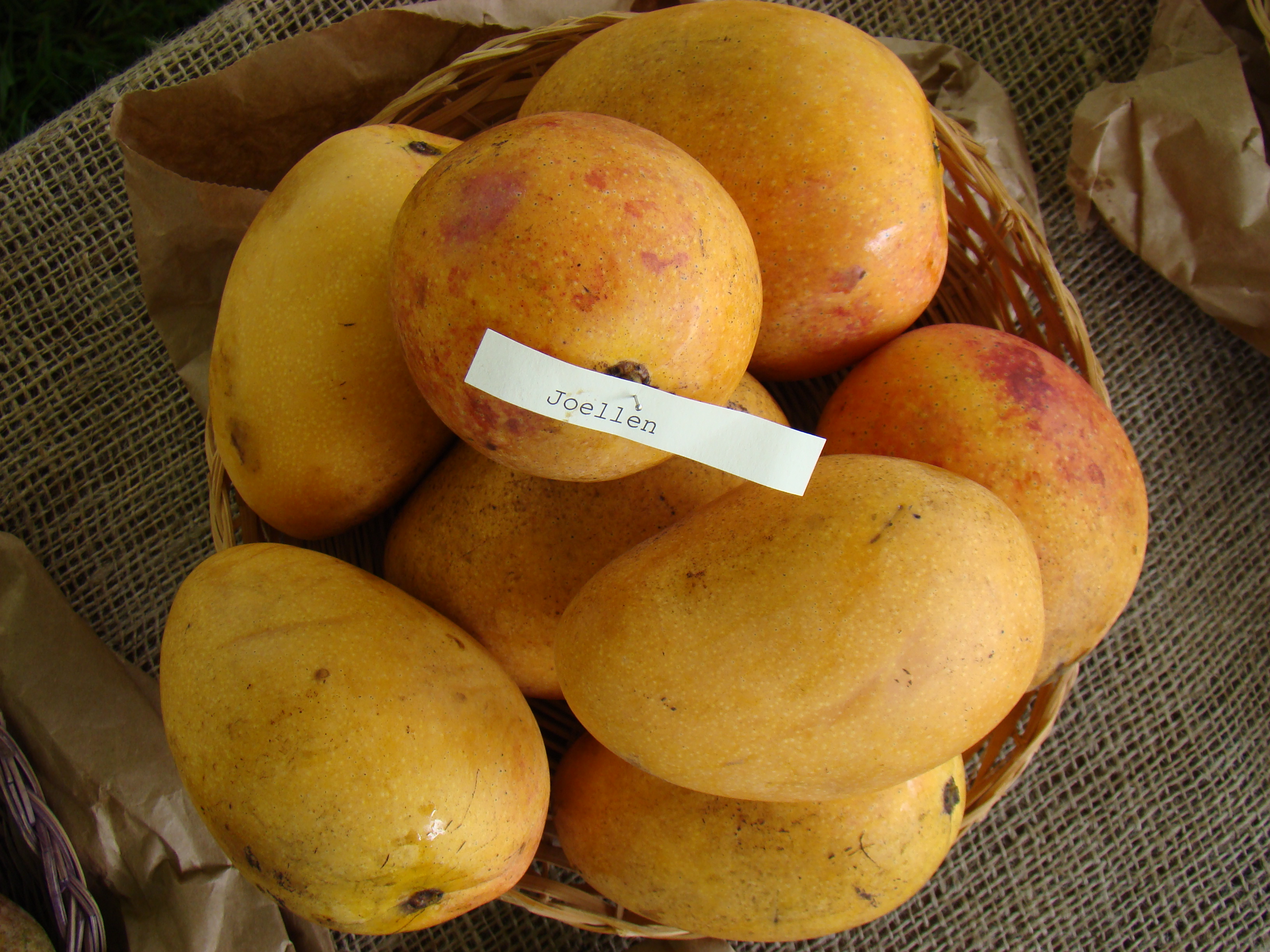Mango Joellen Asit fs8