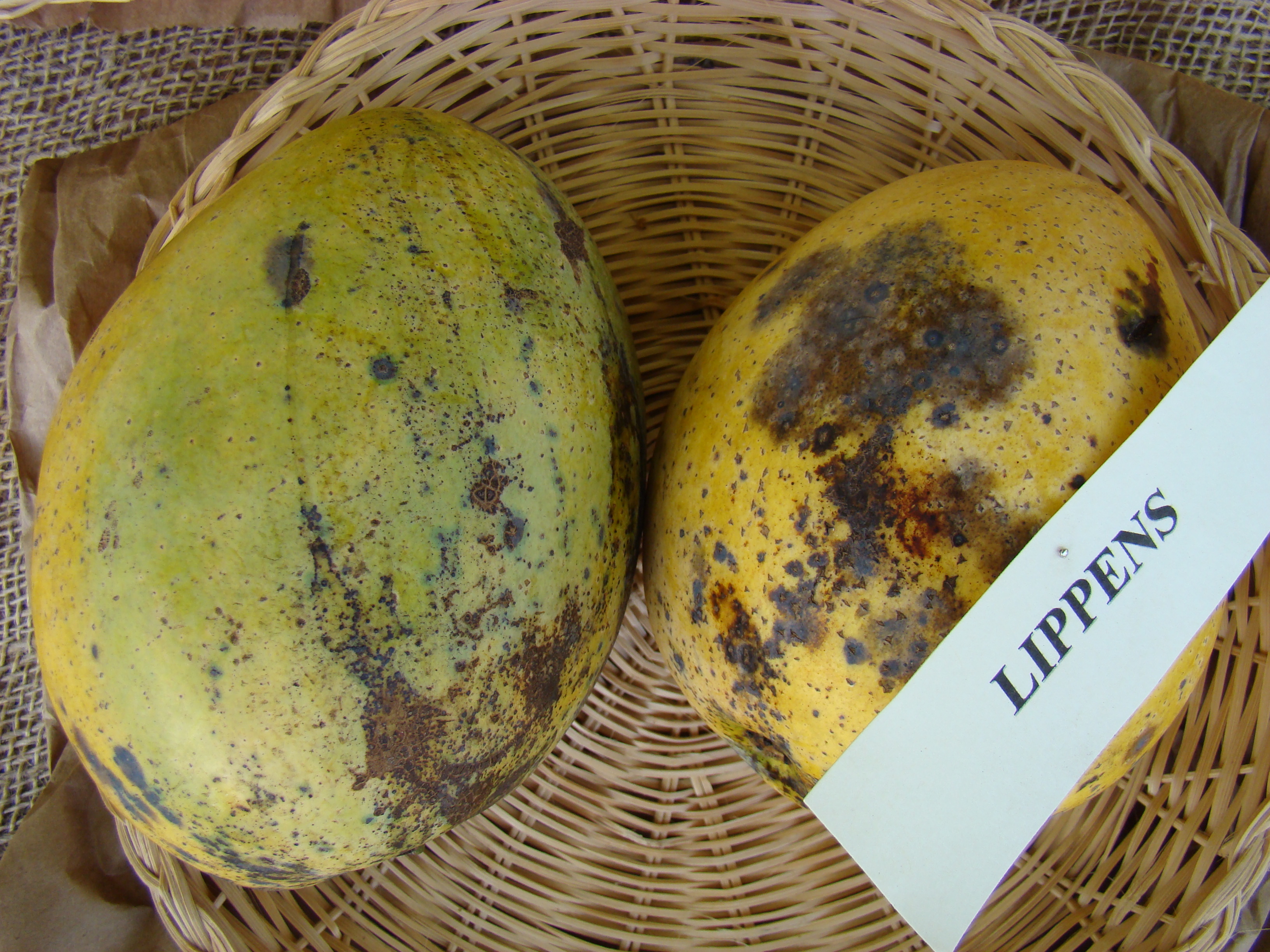 Mango Lippens Asit fs8