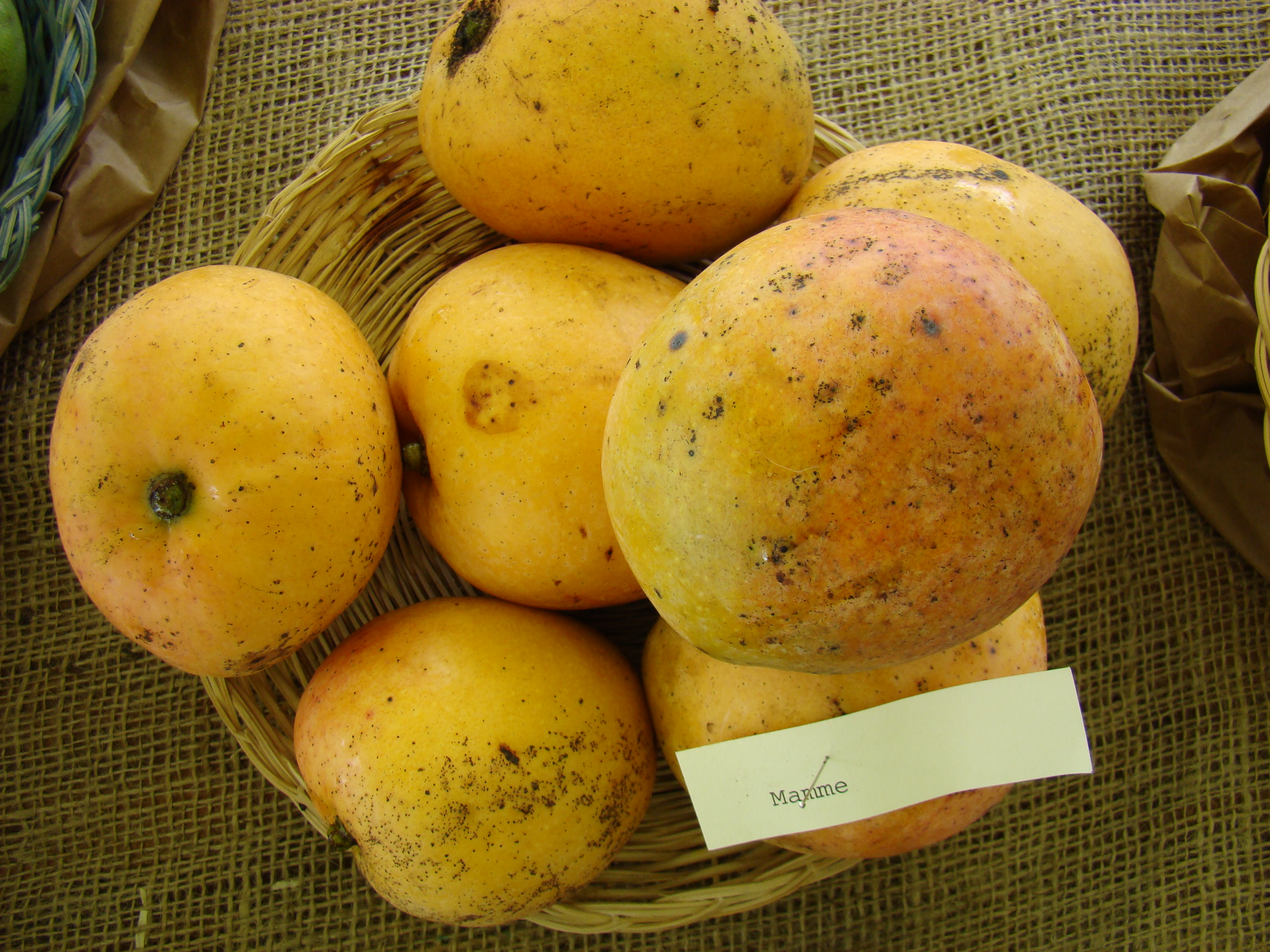 Mango Mamme Asit fs8