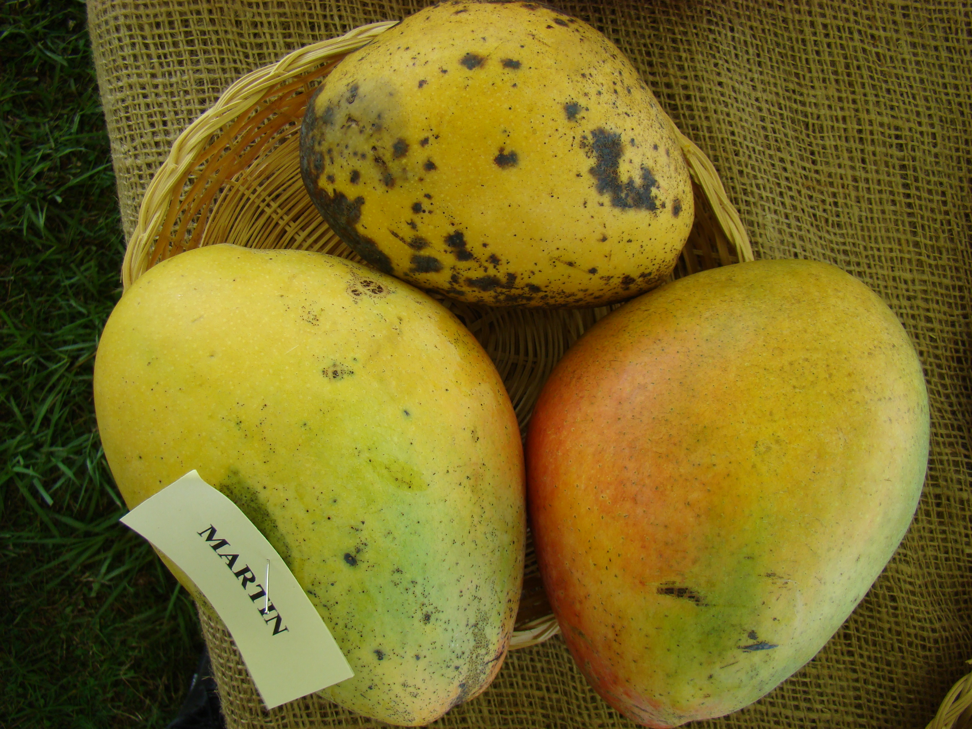 Mango Martin Asit fs8