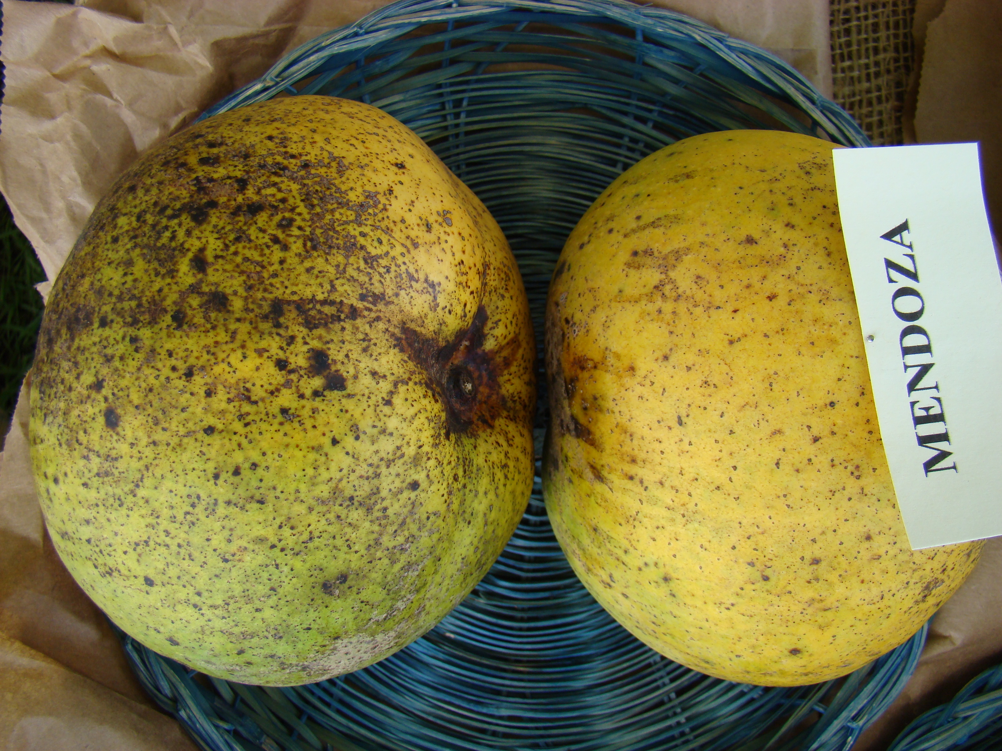 Mango Mendoza Asit fs8