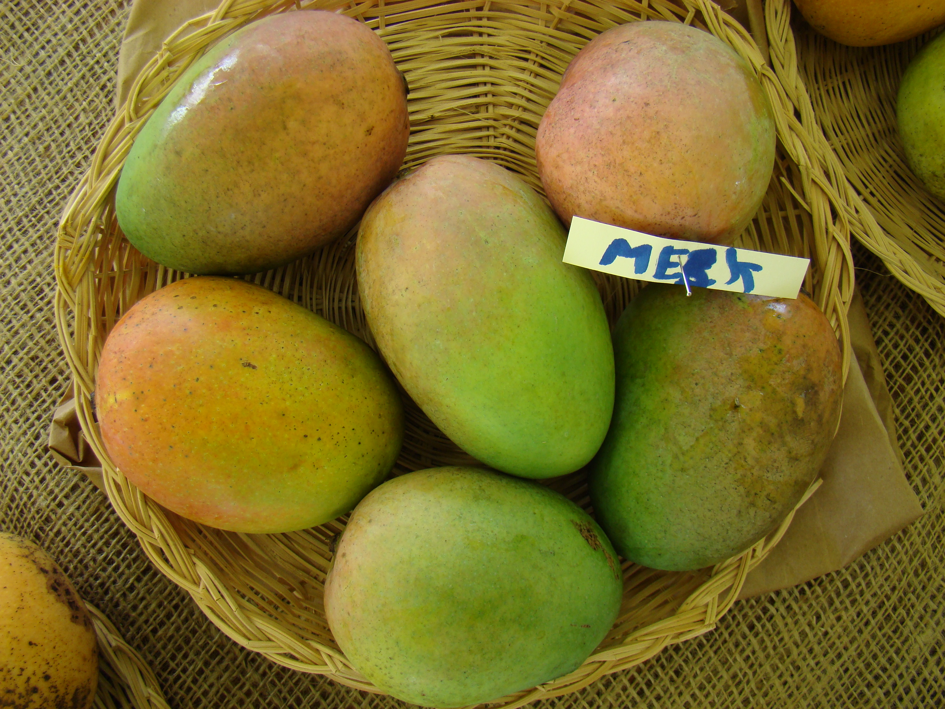 Mango Merit Asit fs8