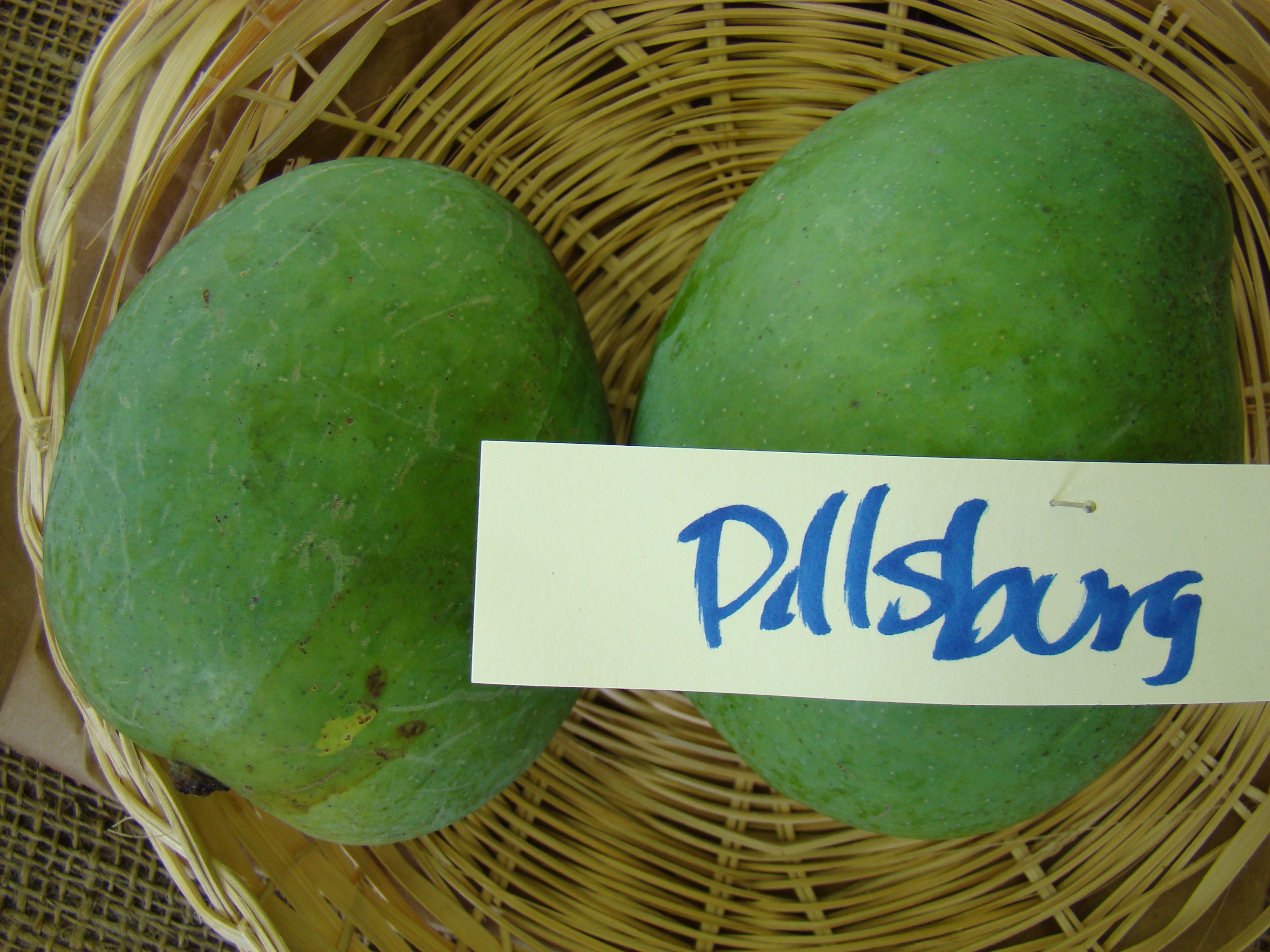 Mango Pillsbury Asit fs8