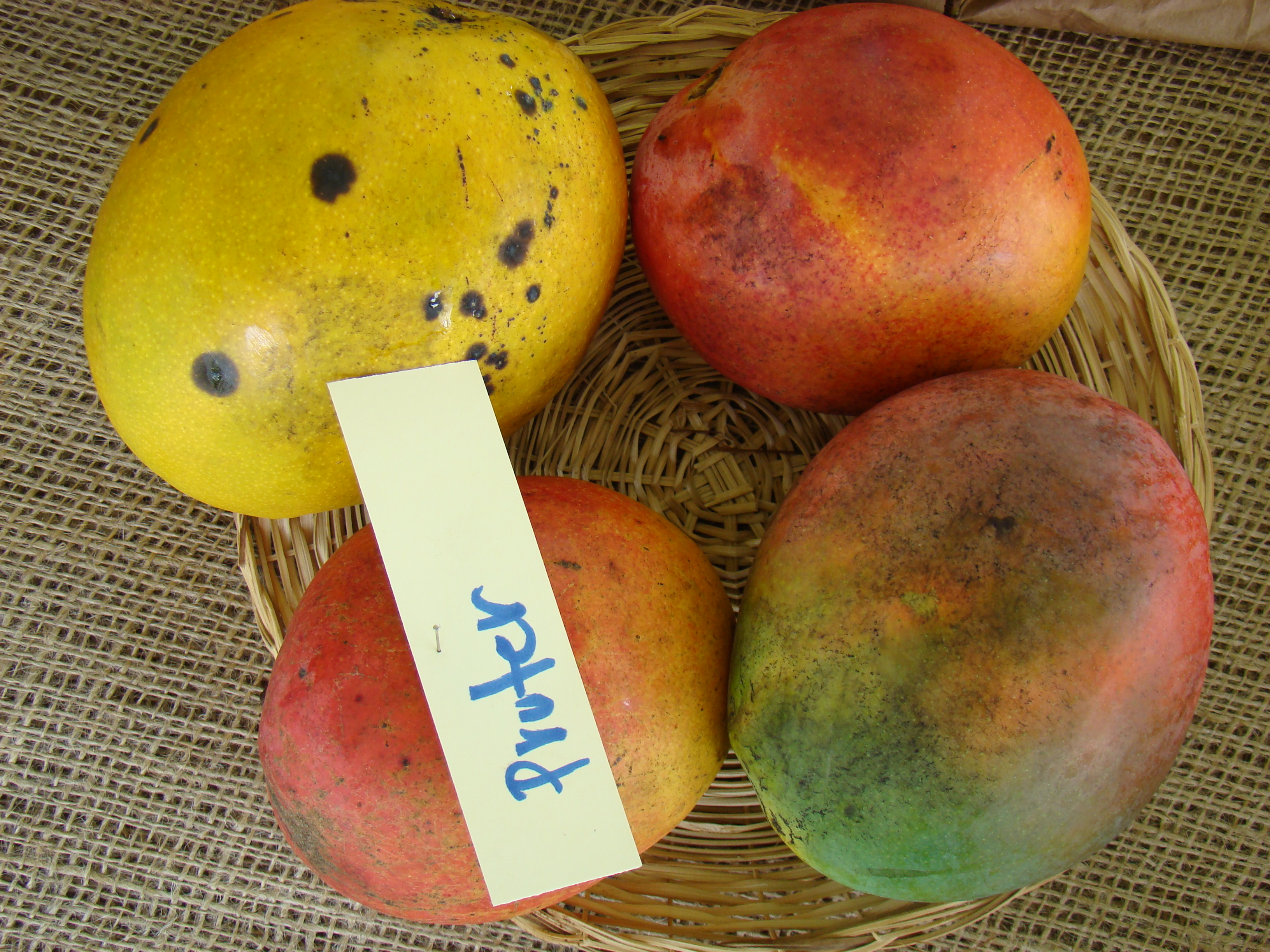 Mango Pruter Asit fs8