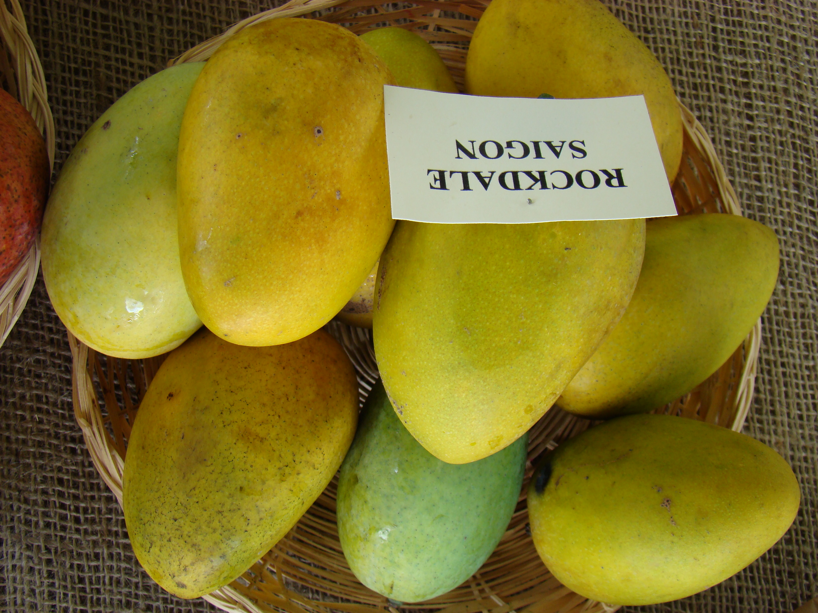 Mango RockdaleSaigon fs8
