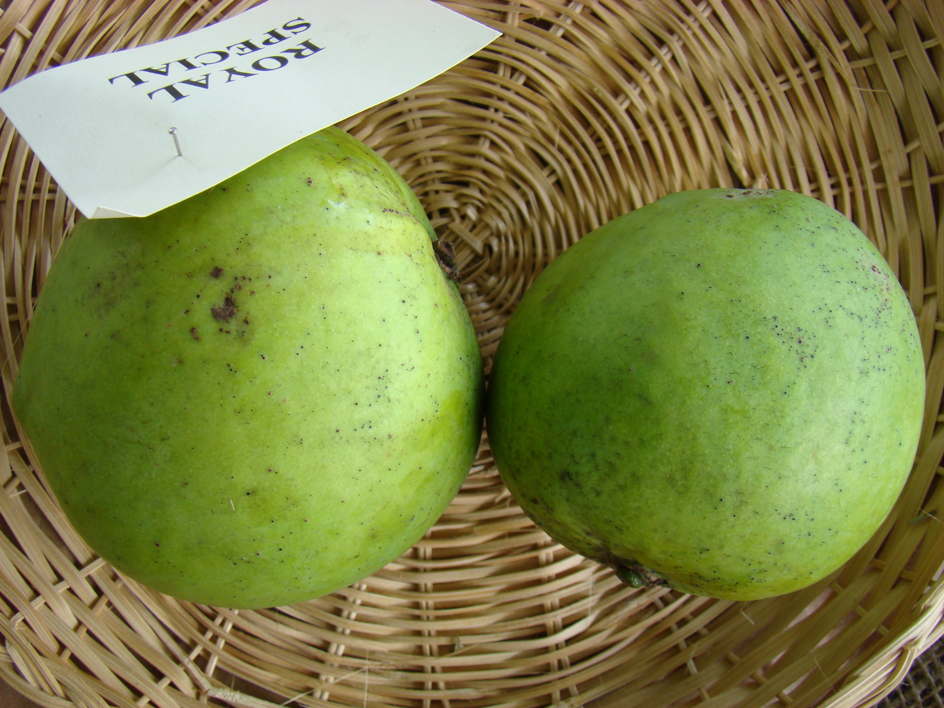 Mango RoyalSpecial Asit fs8