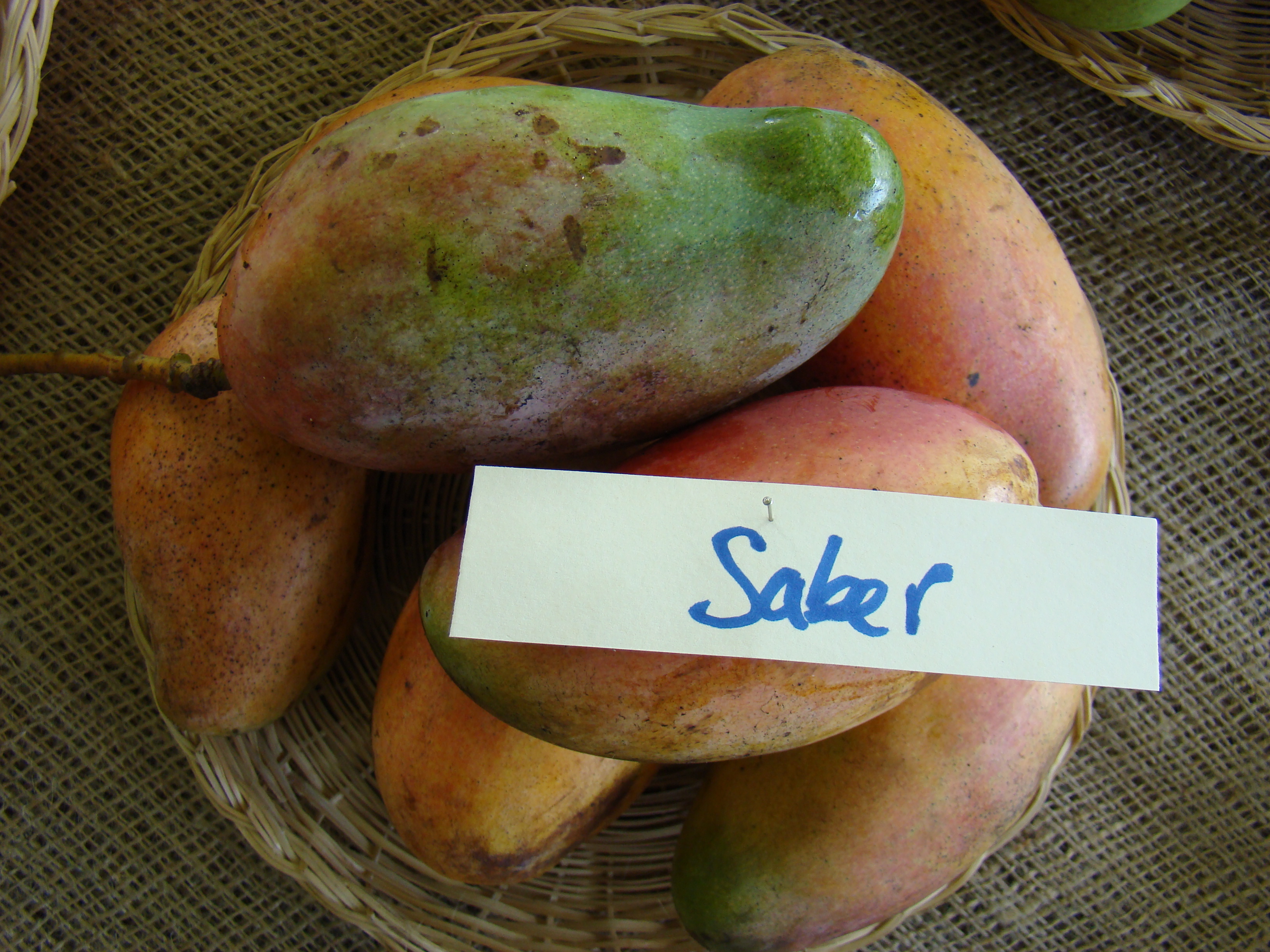 Mango Saber Asit fs8