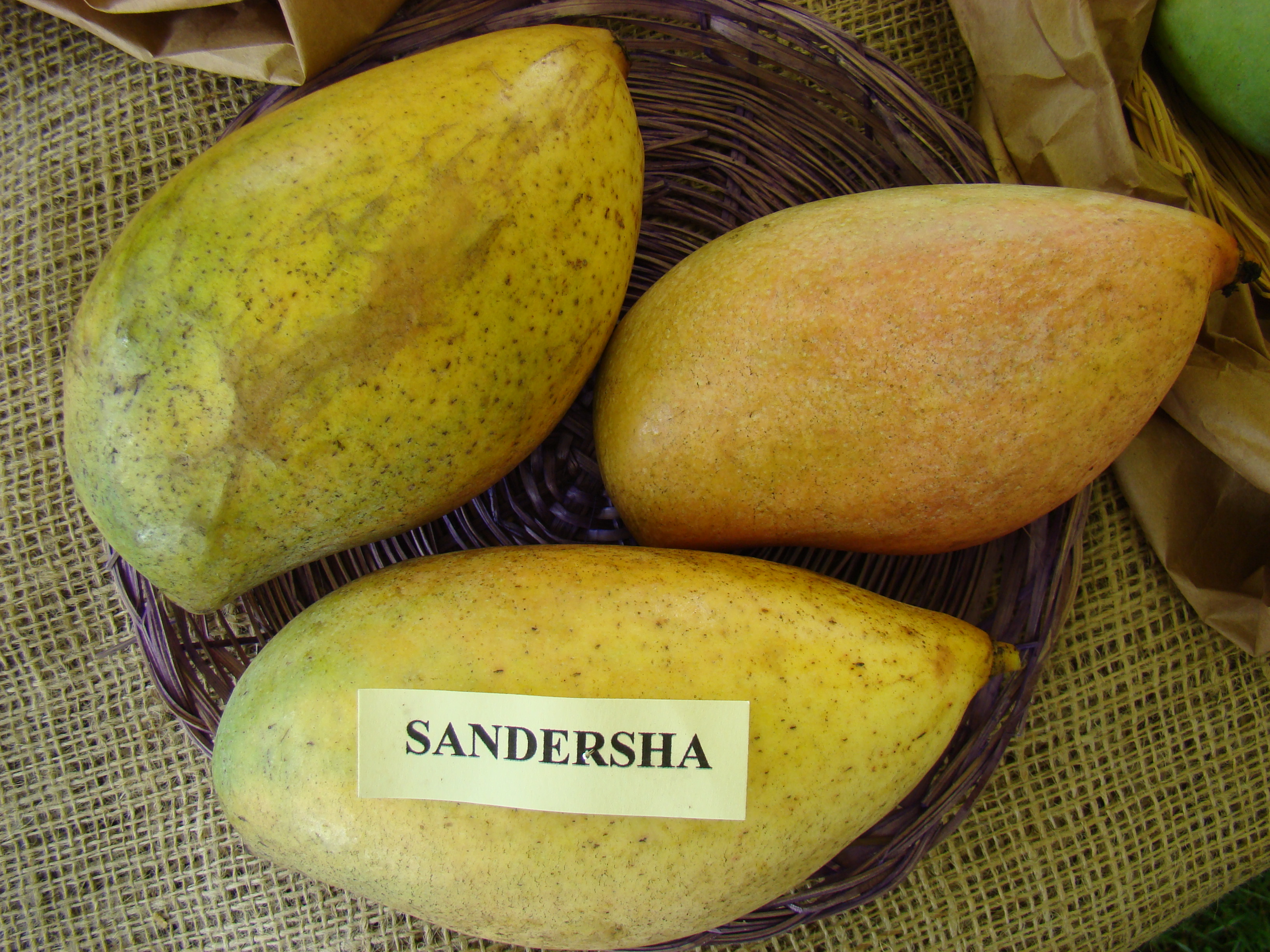 Mango Sandersha Asit fs8