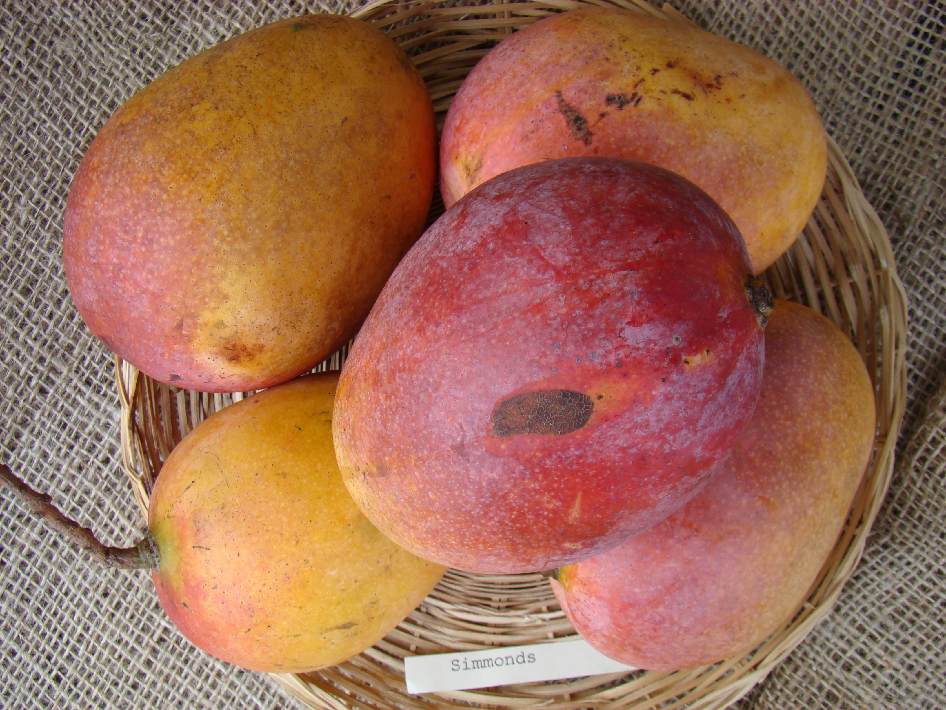 Mango Simmonds Asit fs8