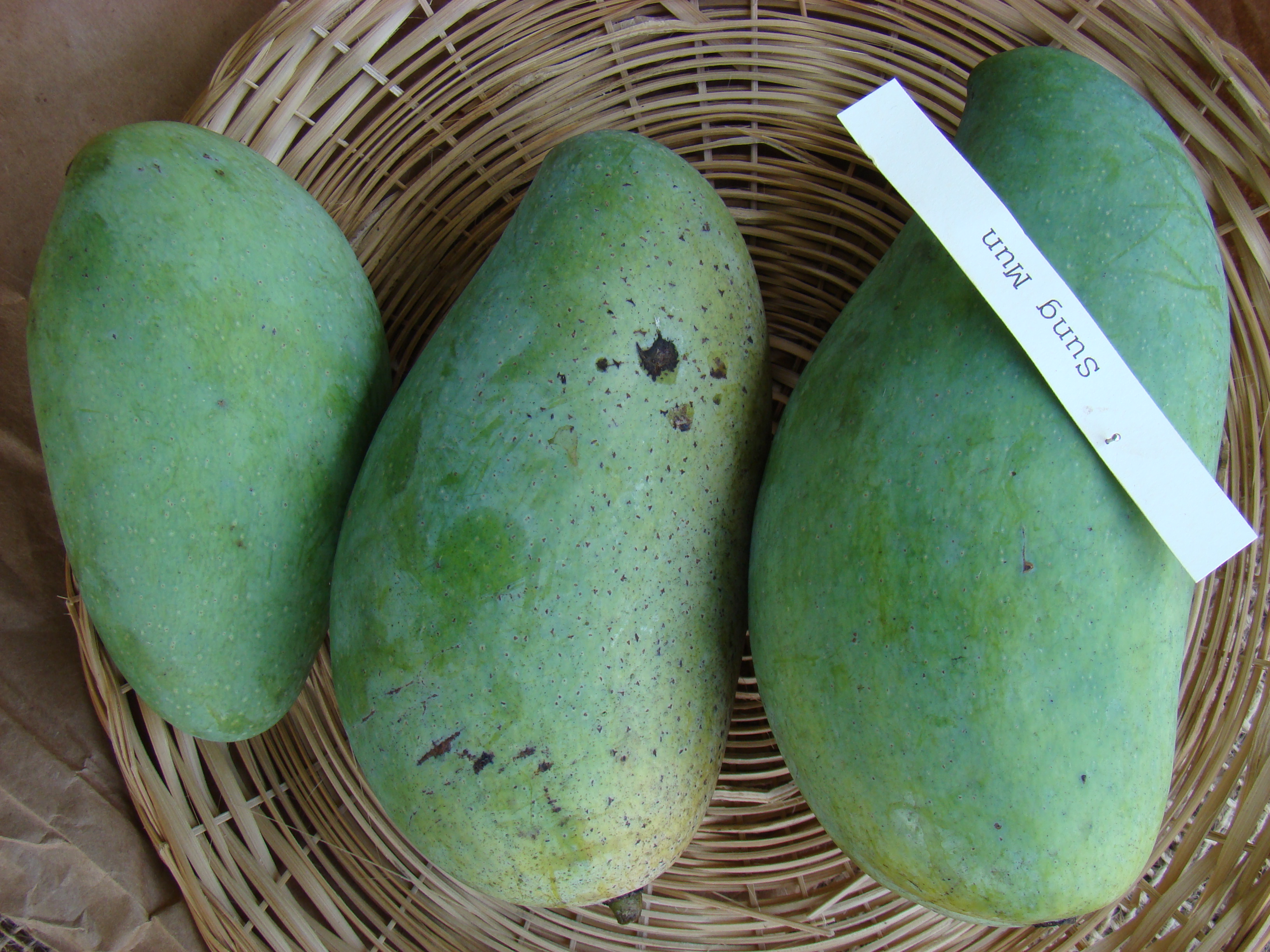 Mango SungMun Asit fs8